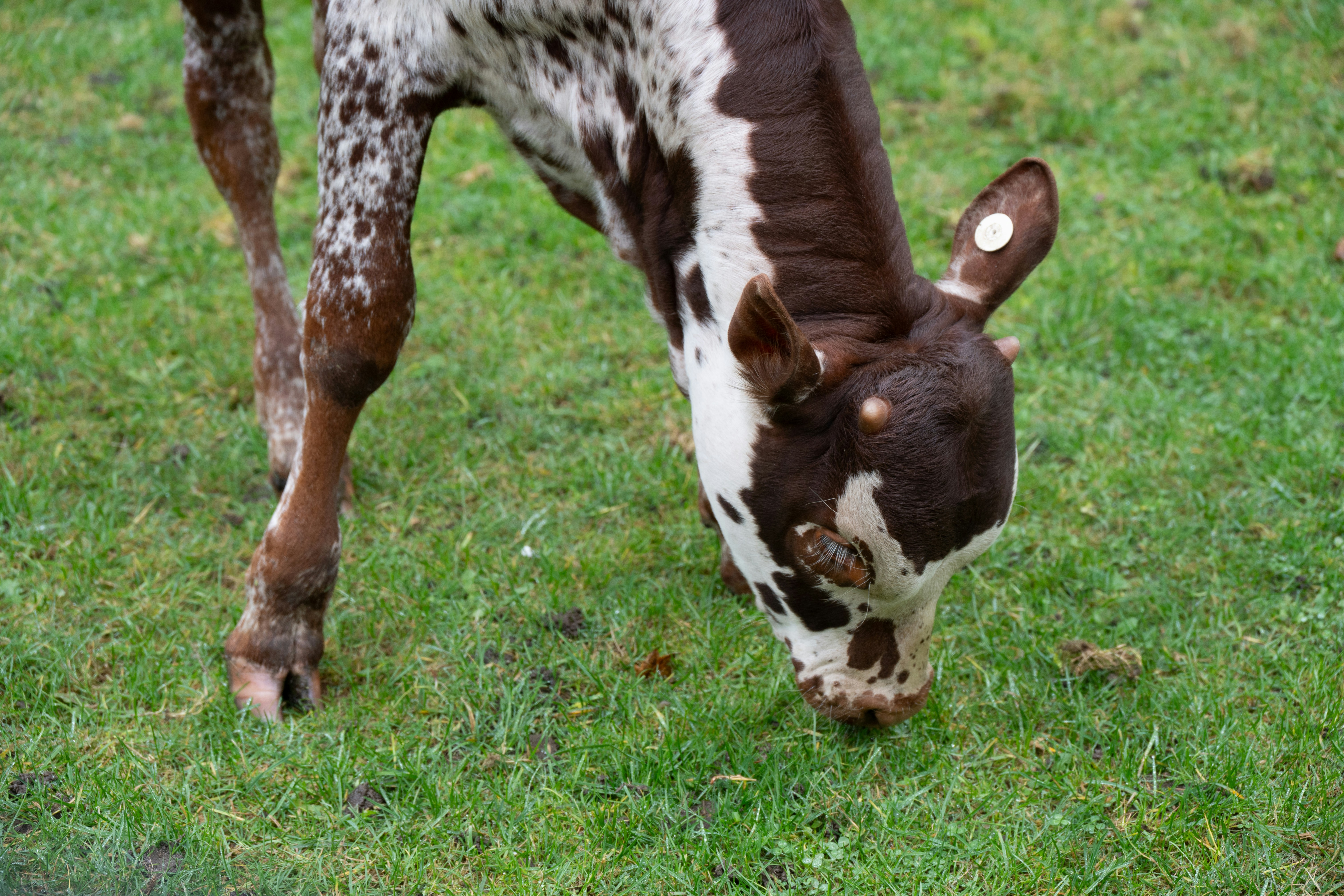 Young cow grazing on green grass