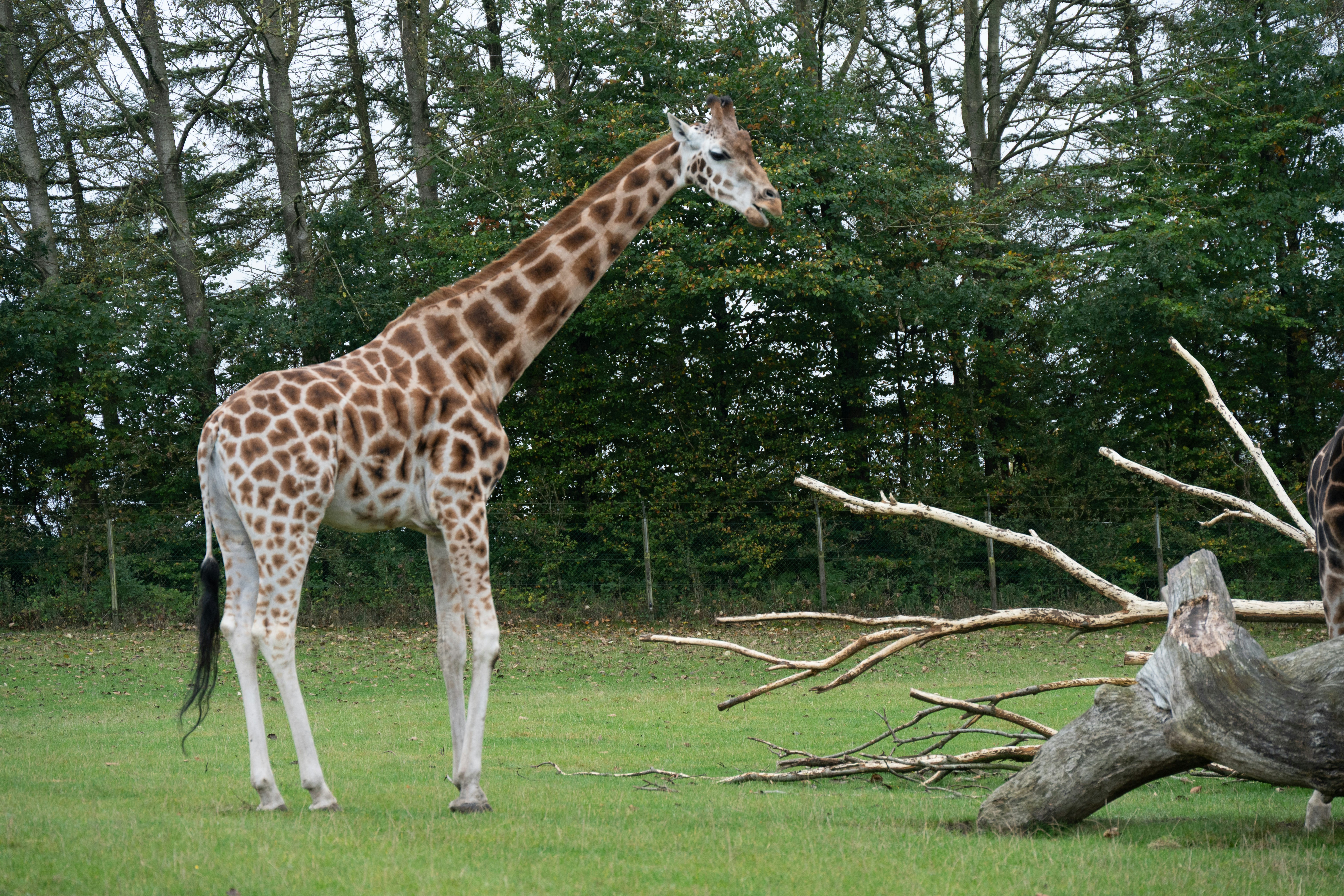 Une girafe se tient dans un champ herbeux avec des arbres derrière.