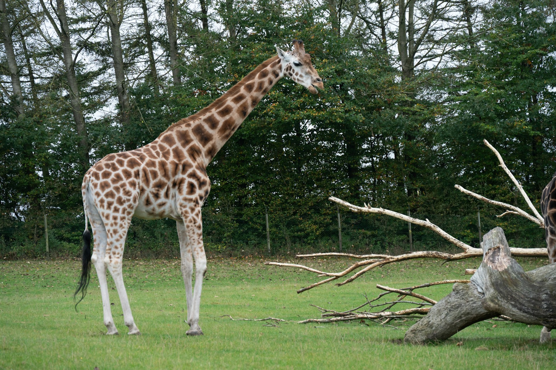 A giraffe stands in a grassy field with trees behind.