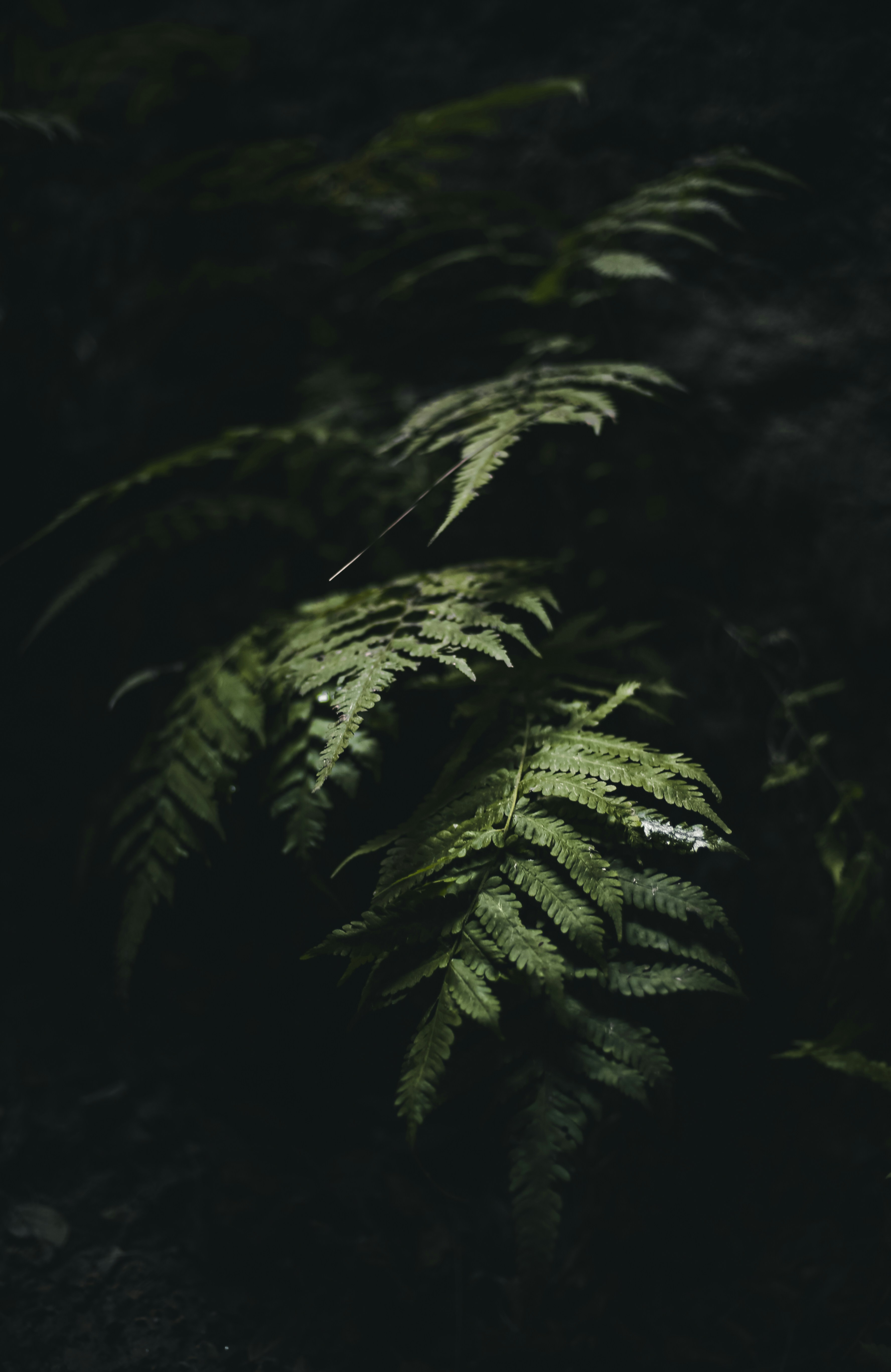 Photo by hassanjavedd