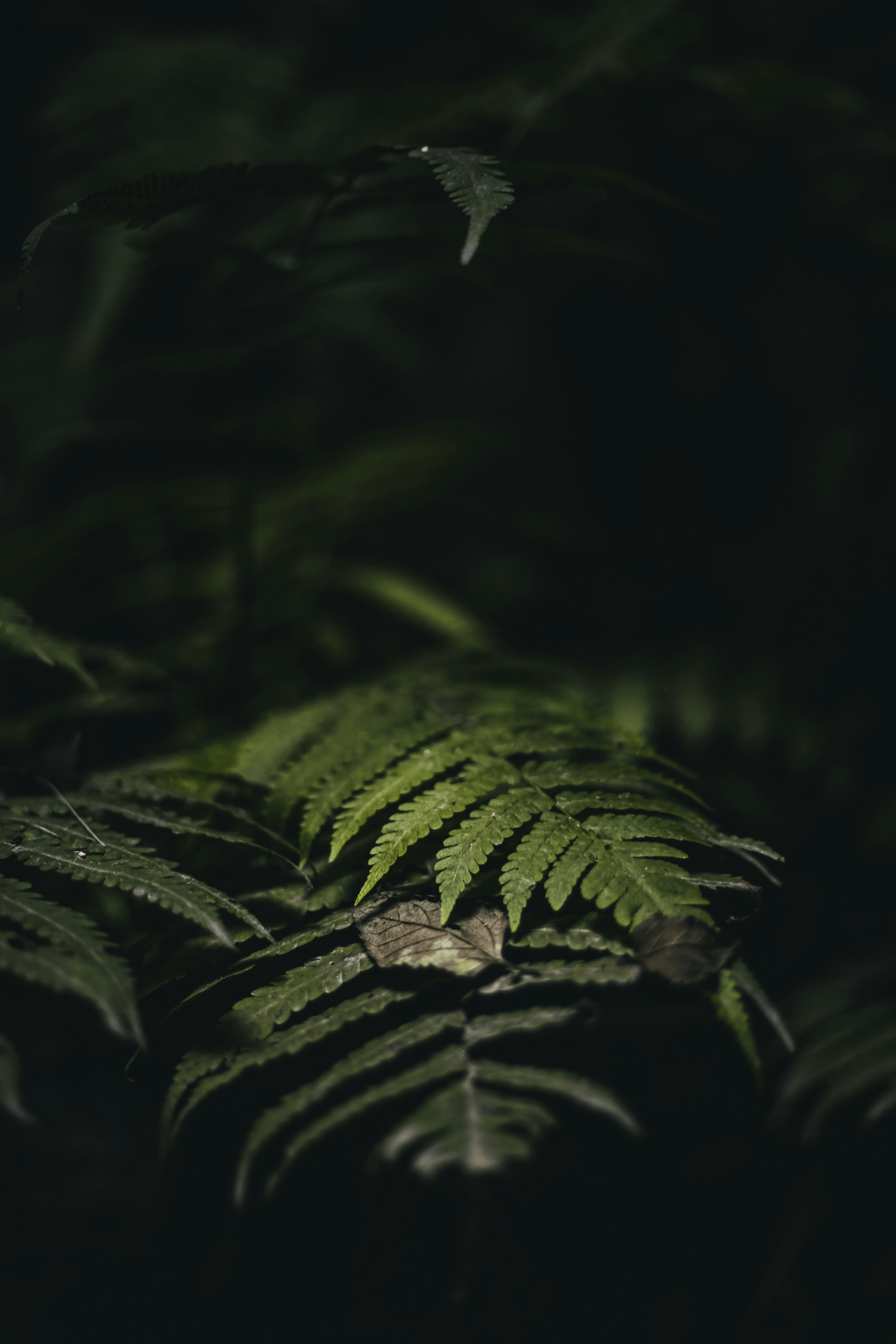 Photo by hassanjavedd