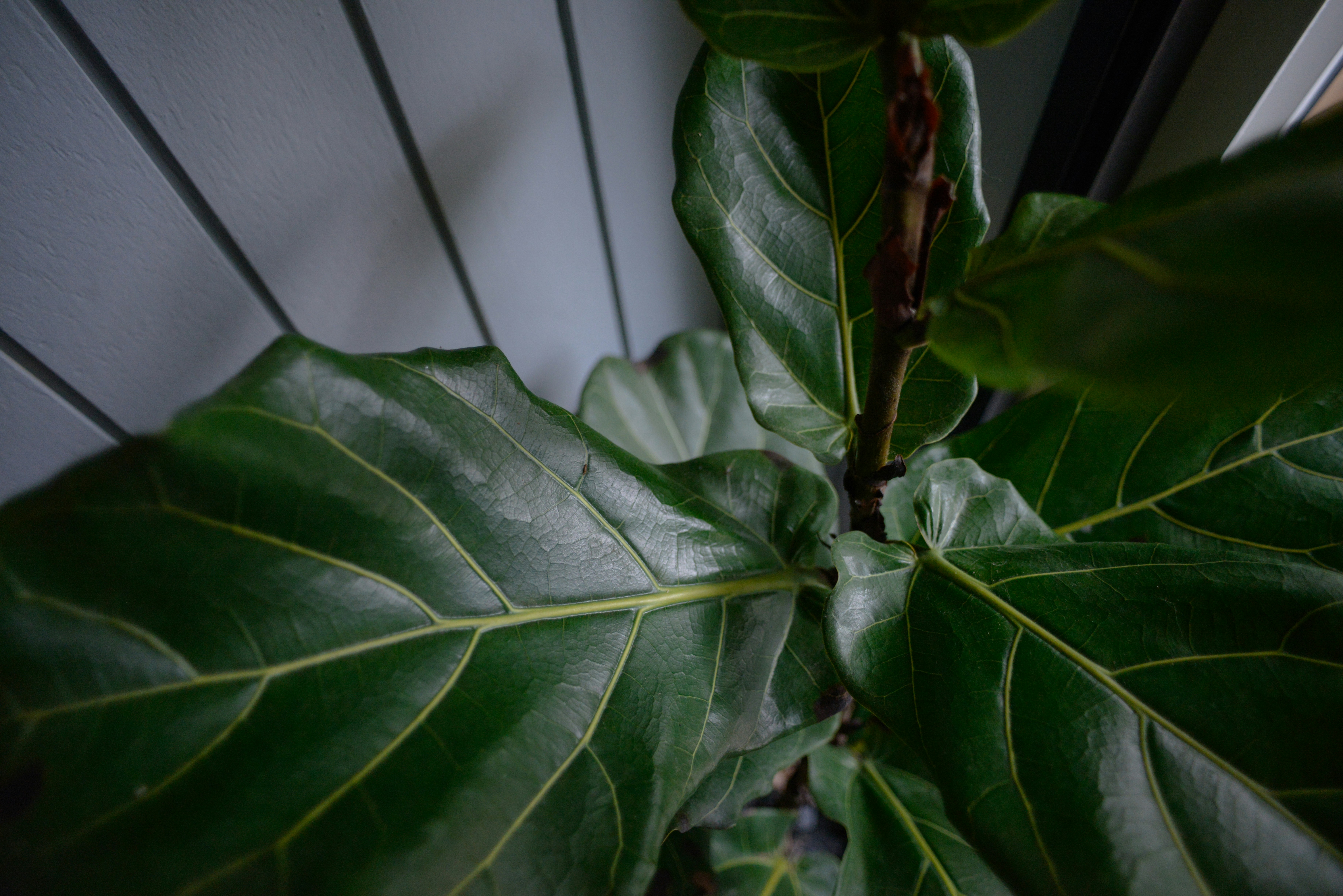 Close-up of a lush green fiddle leaf fig plant.