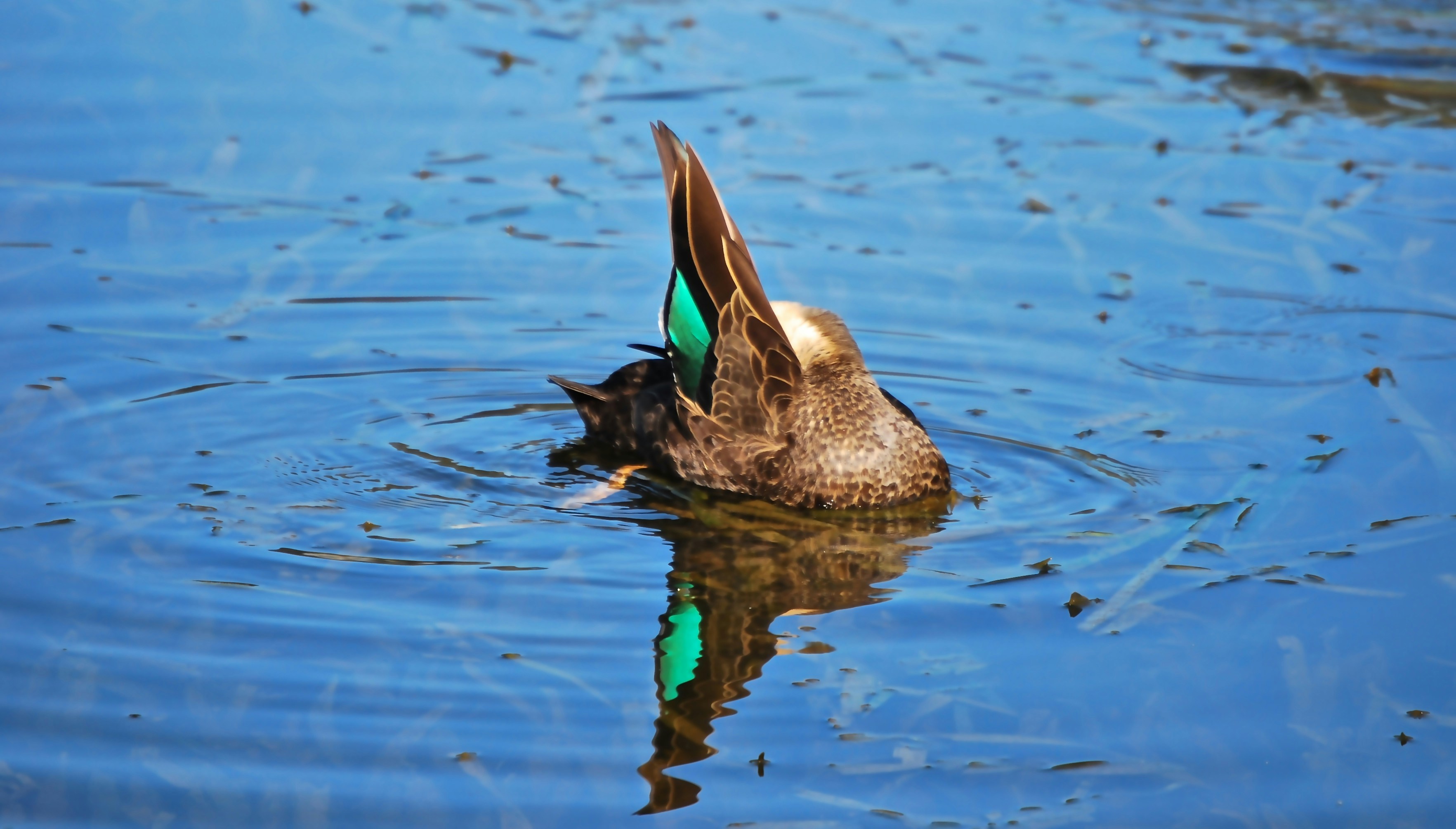 Duck diving for food in blue water