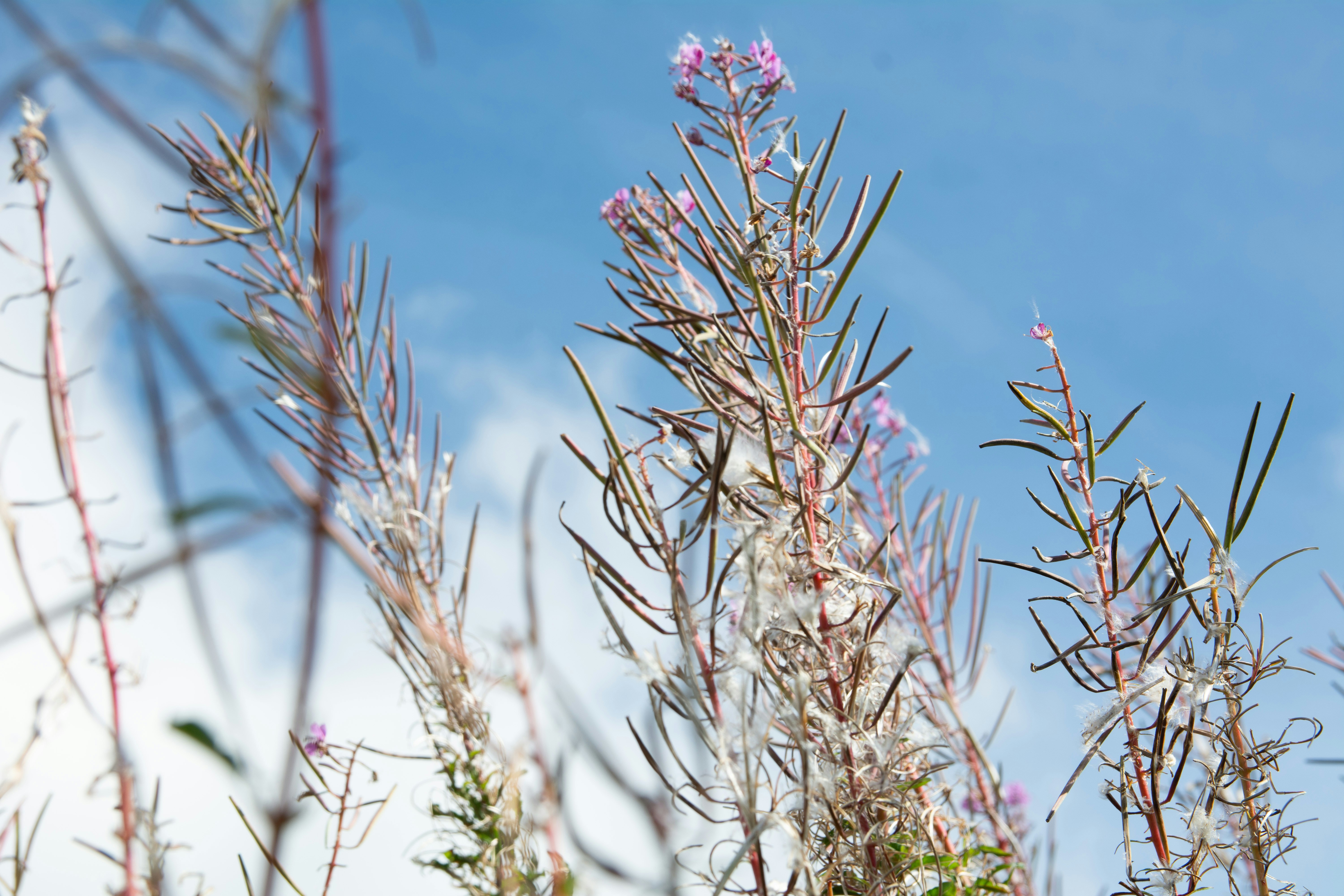Wildflowers bloom against a bright blue sky.