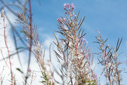 Wildflowers bloom against a bright blue sky.