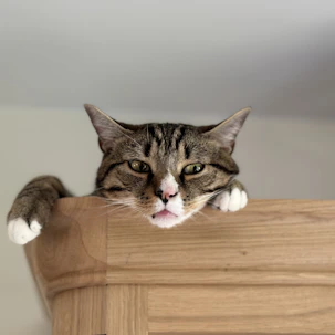 A tabby cat peeks over wooden furniture