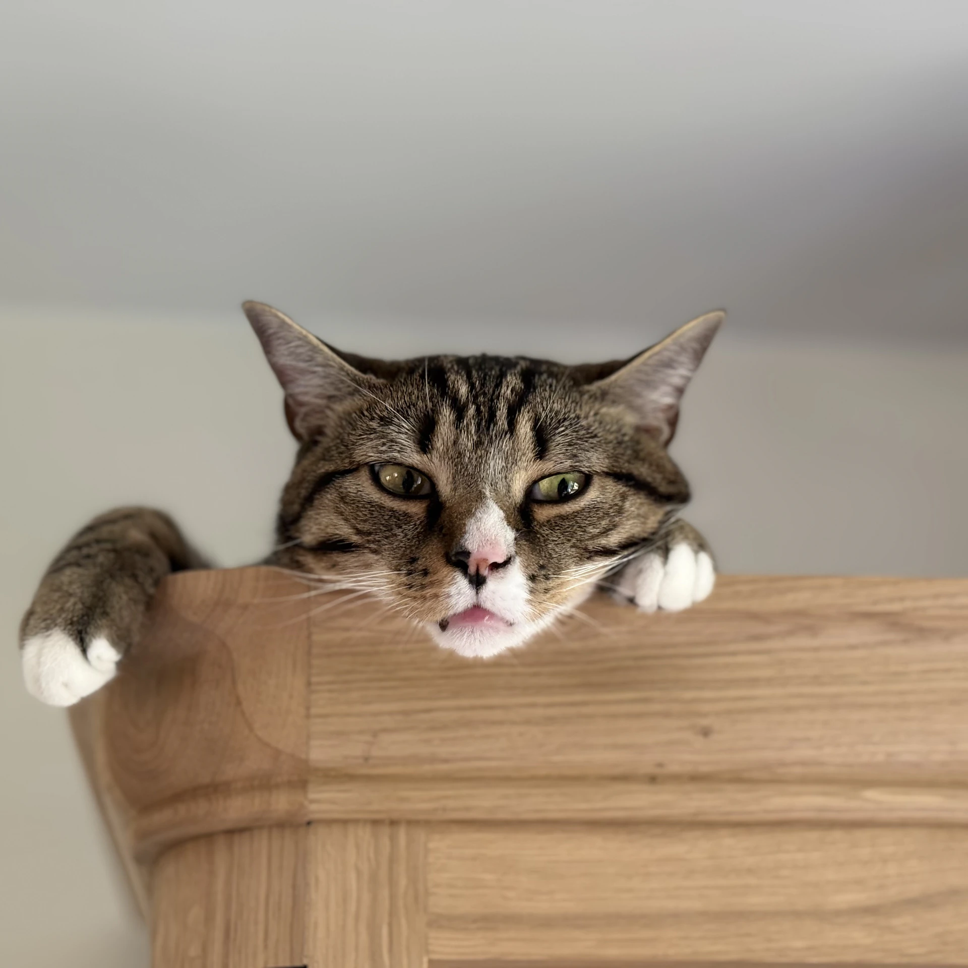 A tabby cat peeks over wooden furniture
