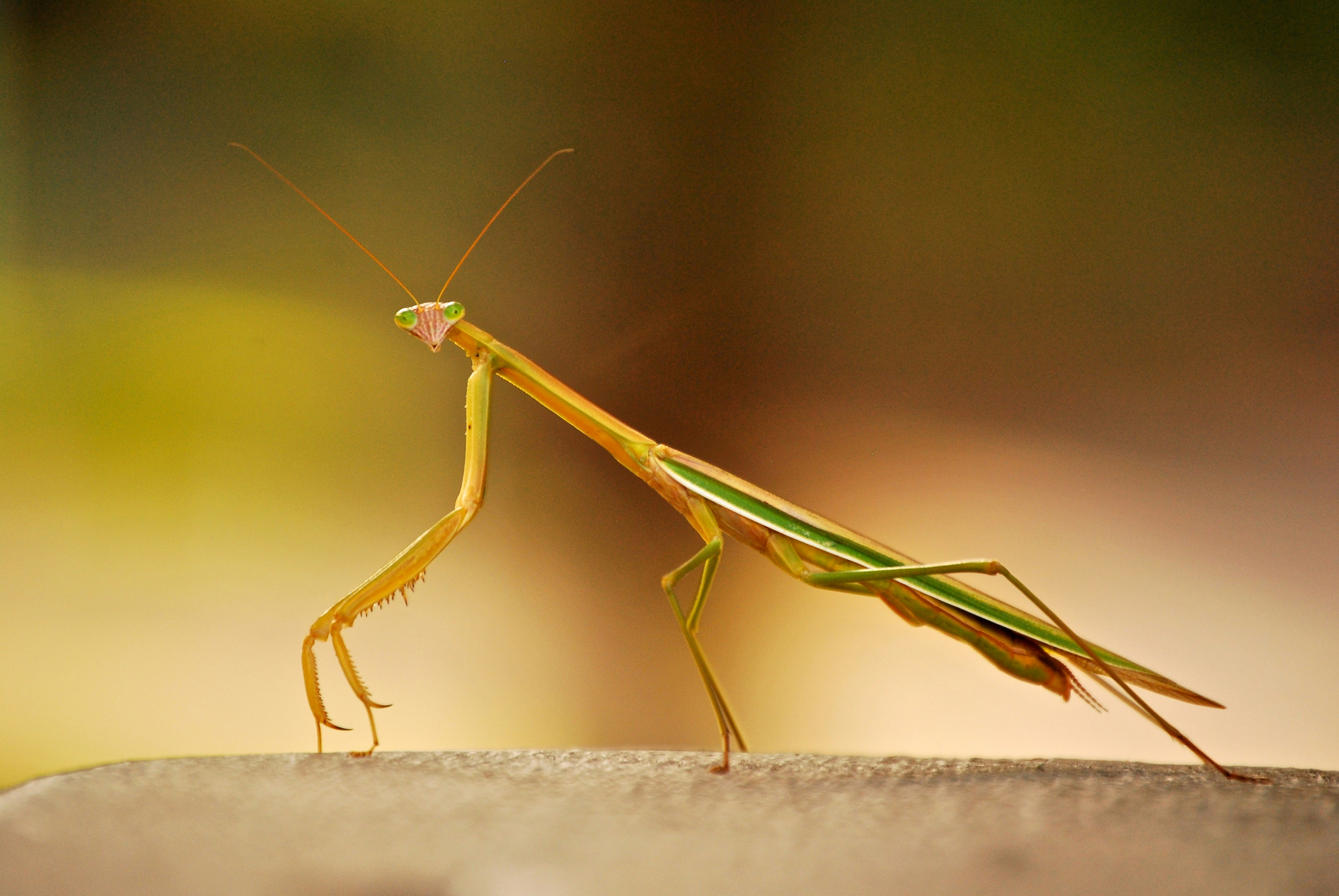 Photo by shalako_lin