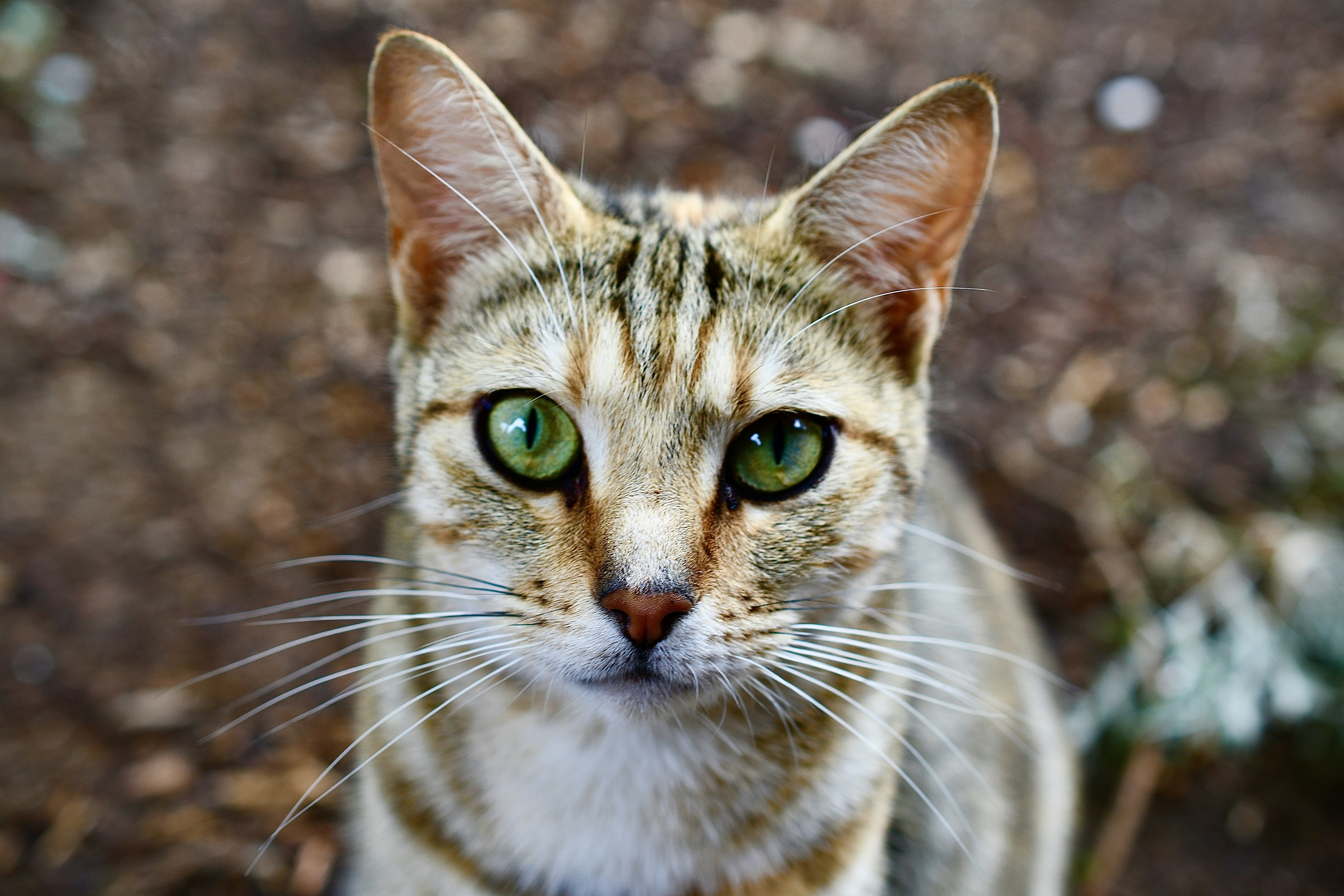 Can a Cat Change its Stripes?