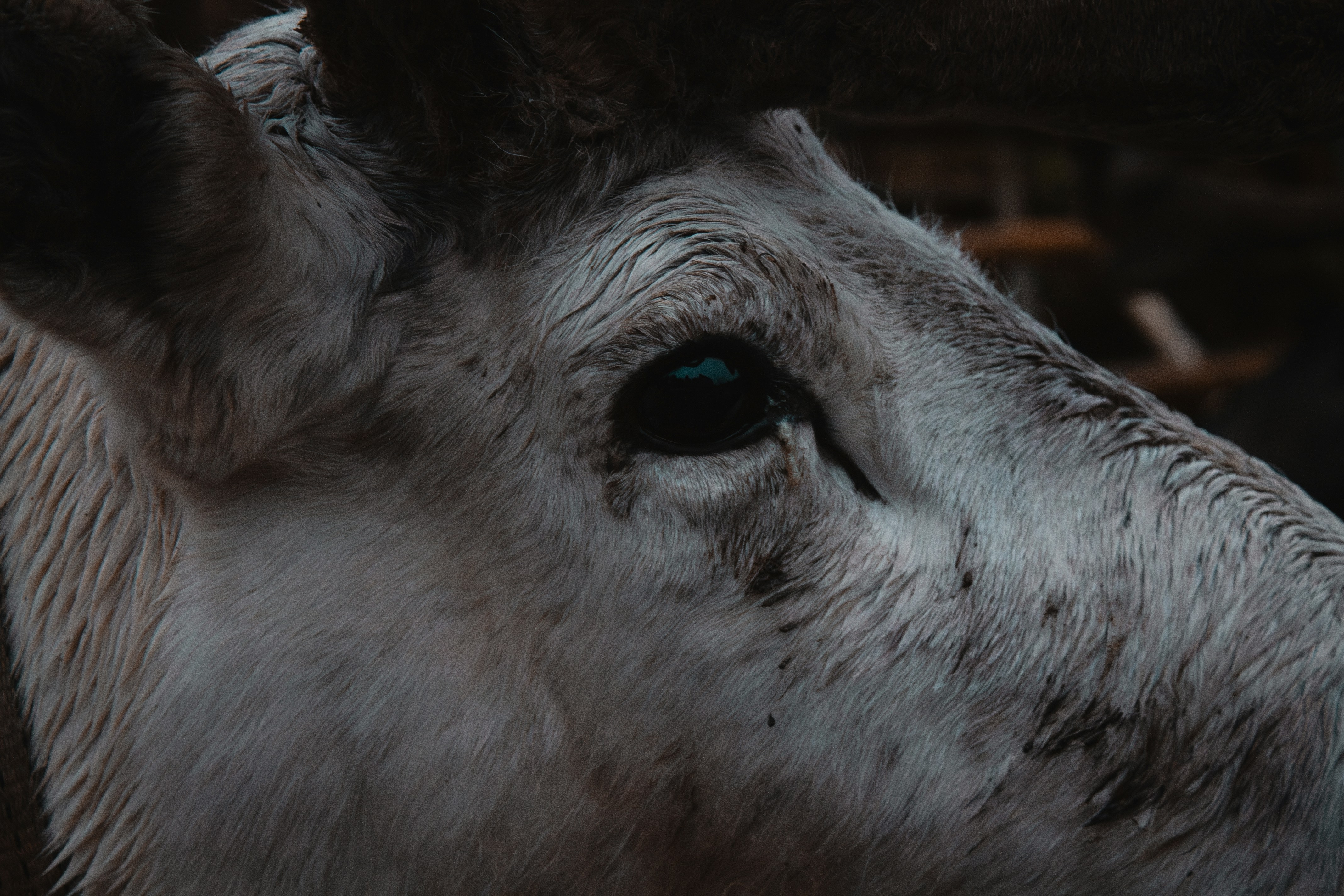 Close-up of a reindeer's eye and fur