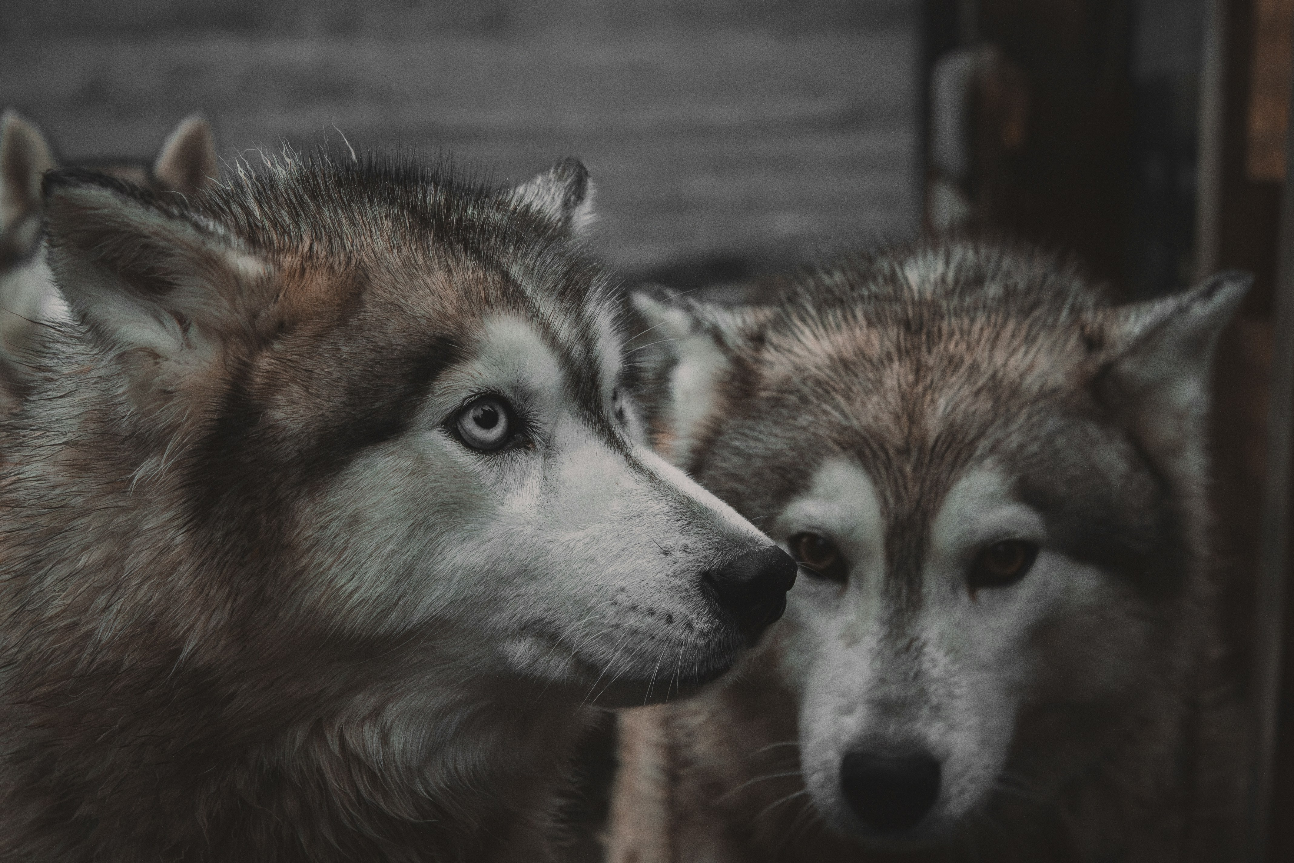 Welches Hundefutter ist ohne Getreide gut?