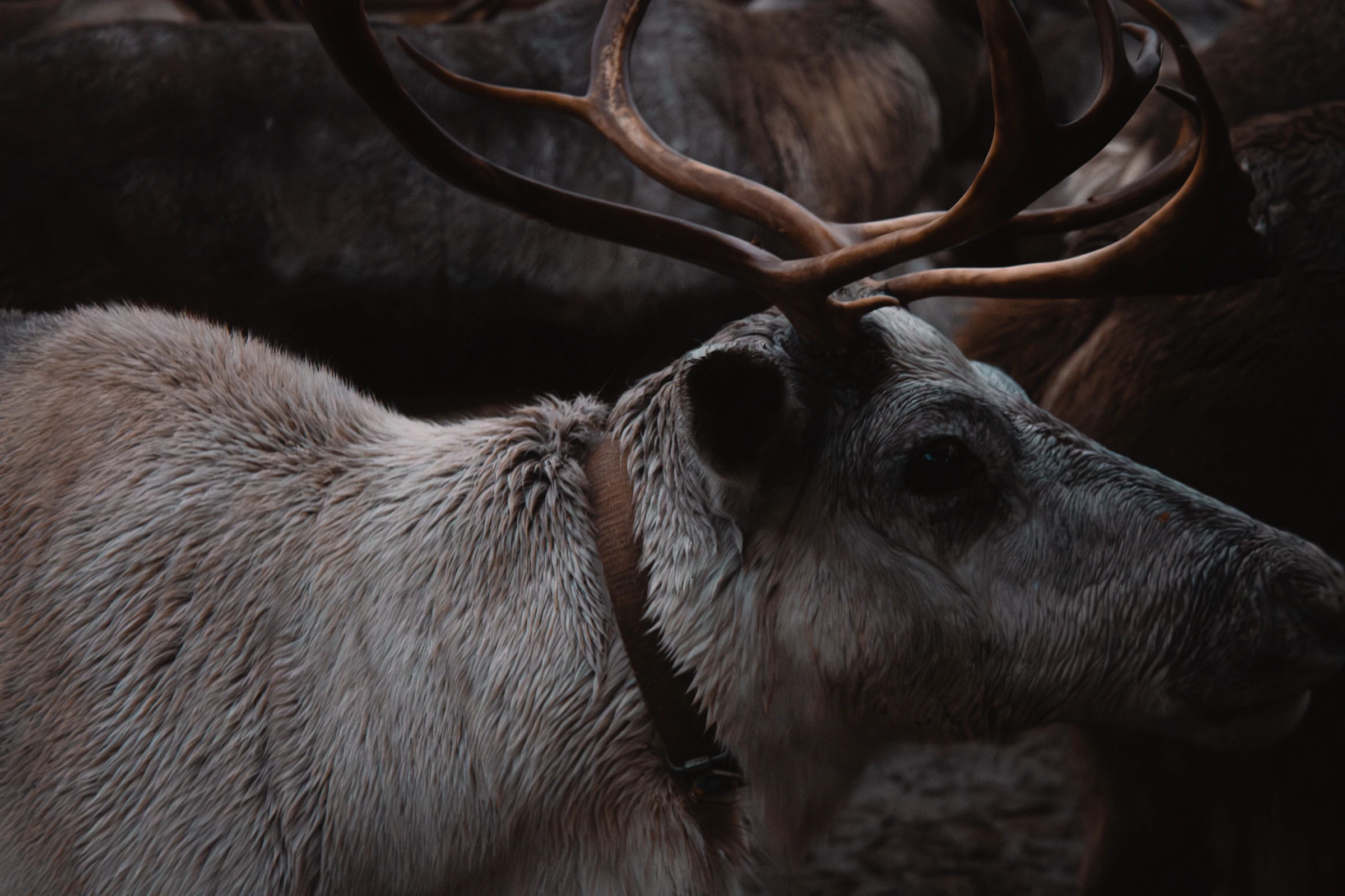 A curious reindeer with snow-dusted antlers
