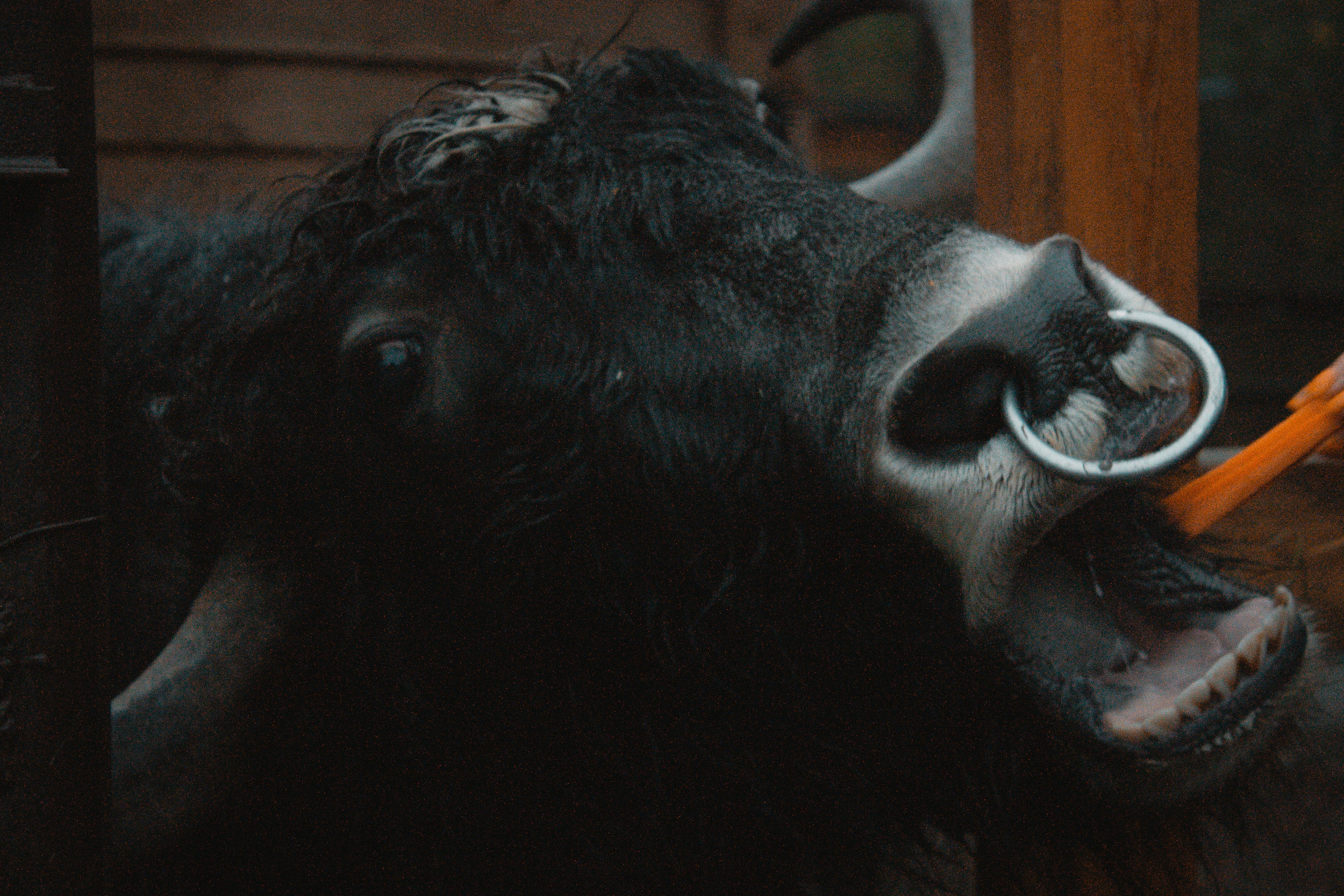 A black yak with a nose ring eating a carrot