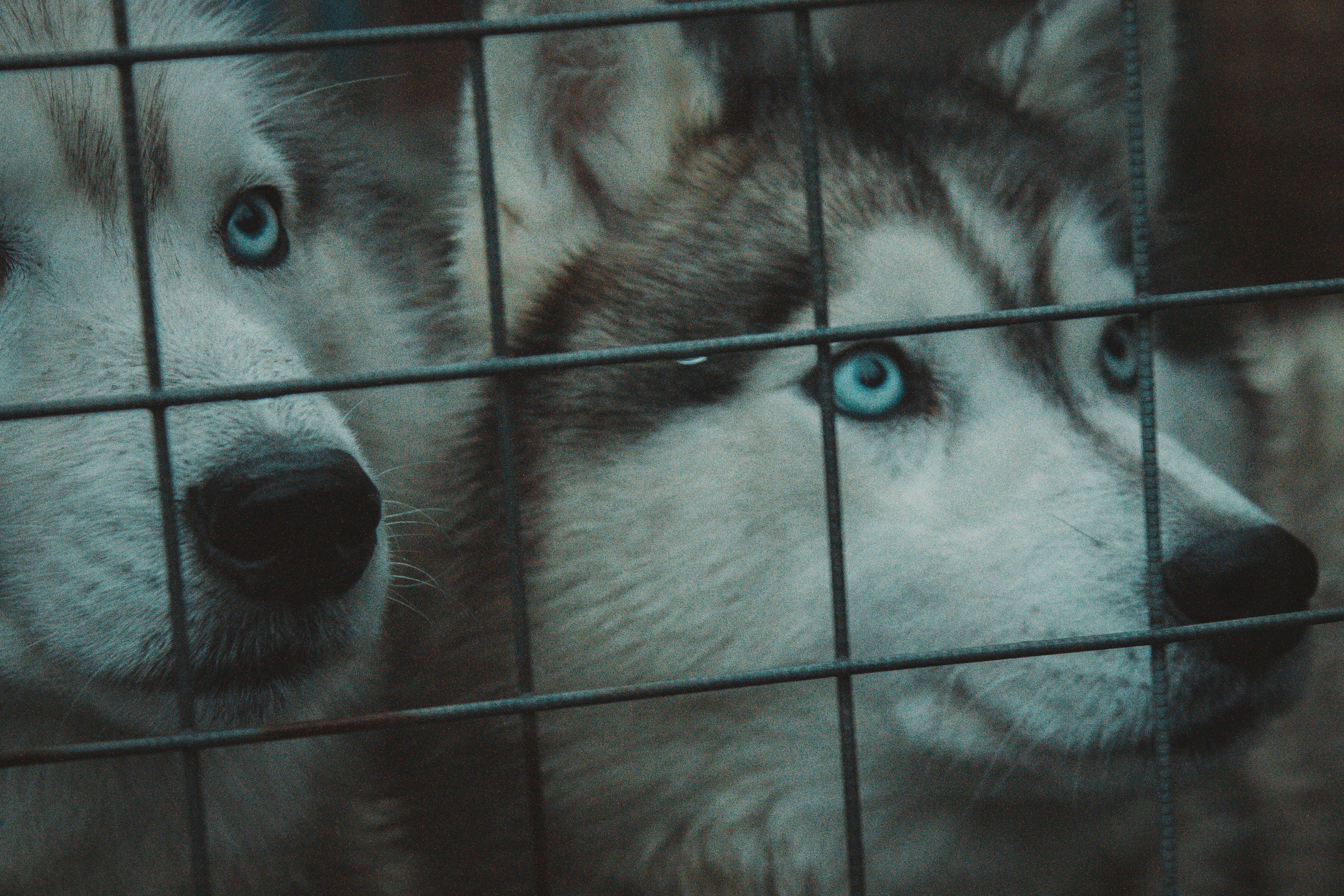 Two husky dogs with blue eyes behind a fence