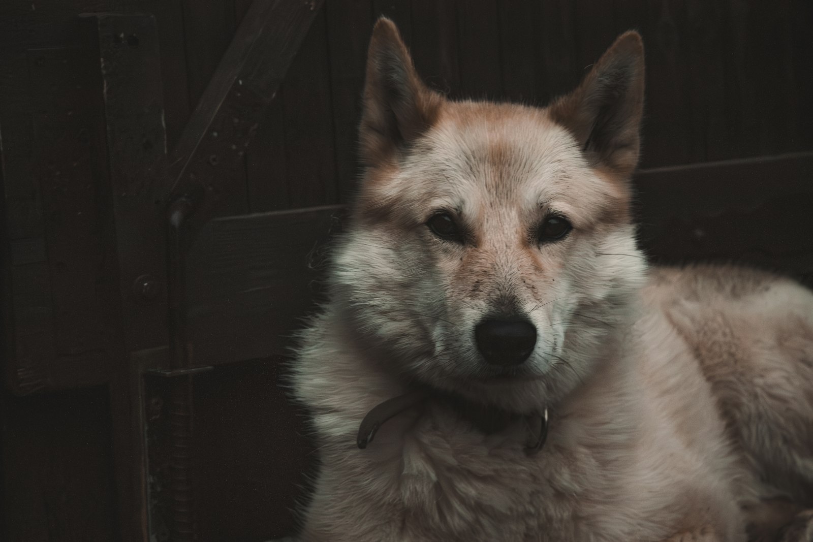 Essential Gear for a Siberian Husky