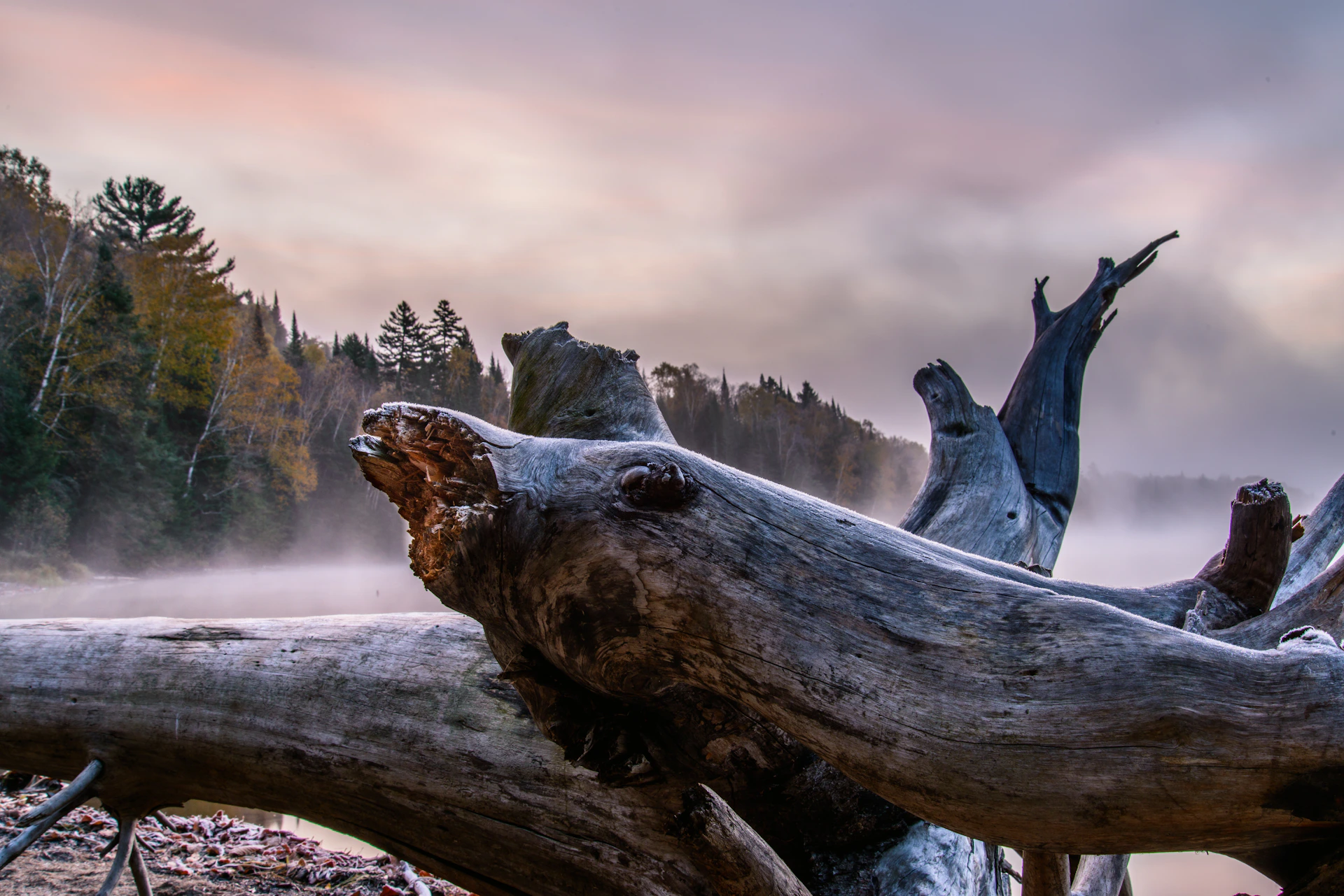 A weathered log lies on a misty forest shore.