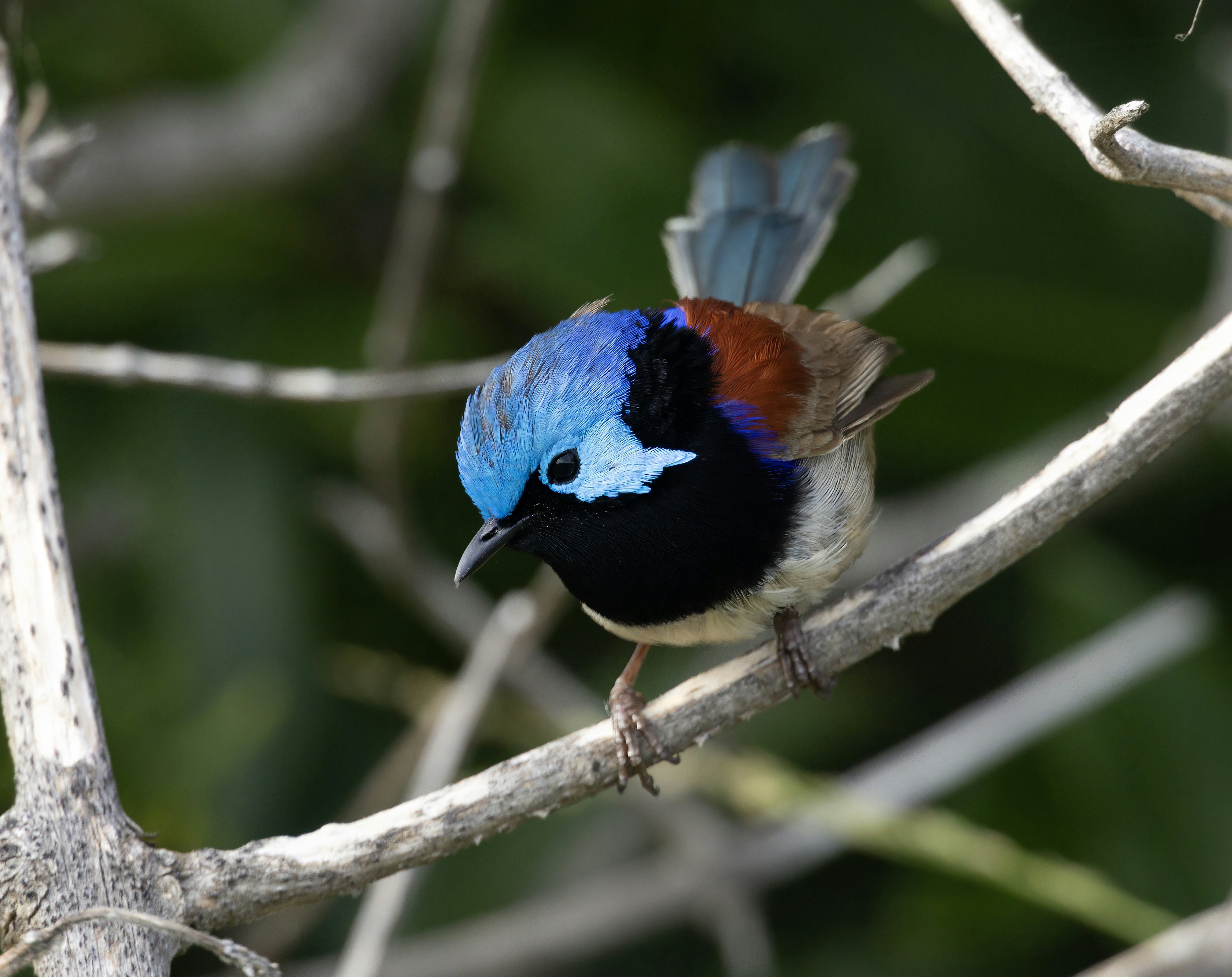 A colorful fairy wren perched on a branch.