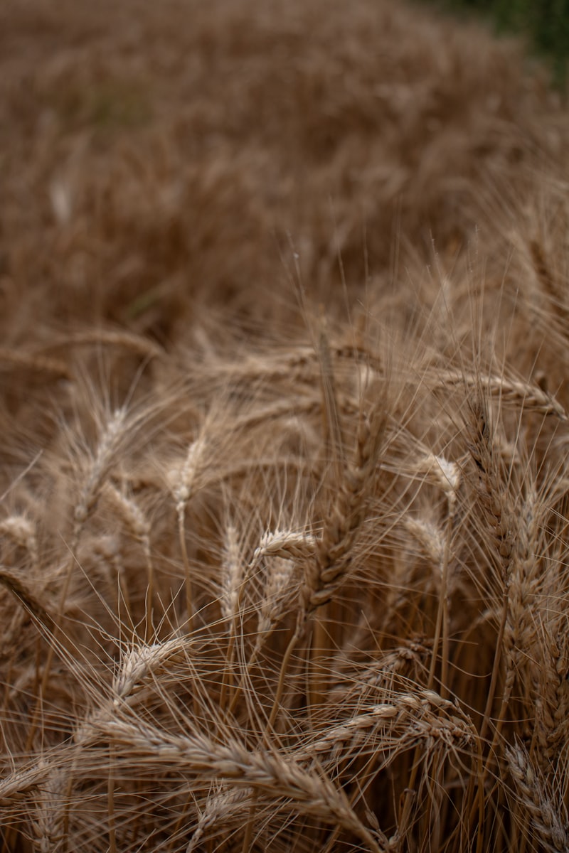 Field of ripe wheat stalks in soft light