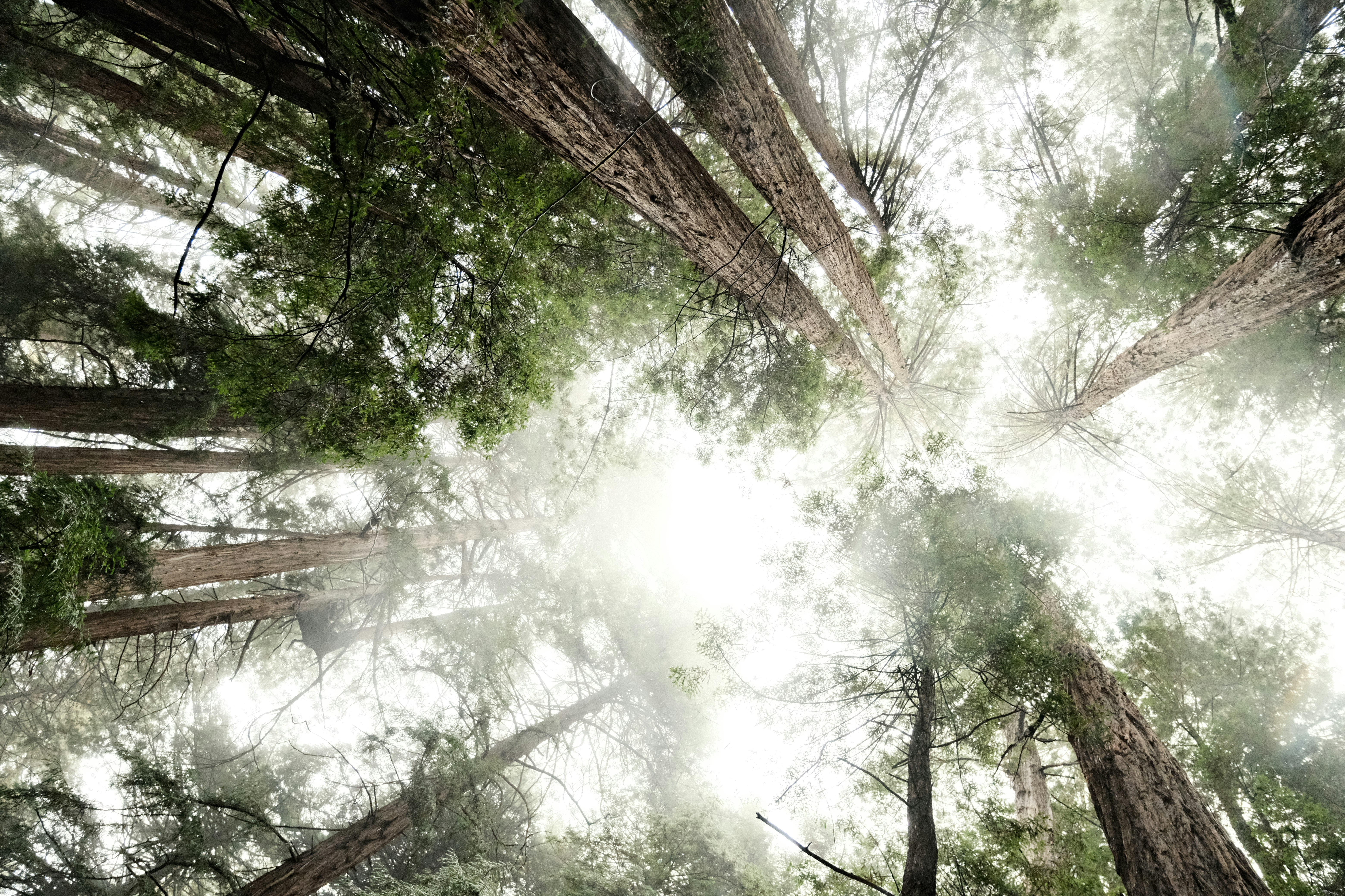 Tall redwood trees reaching towards the sky.