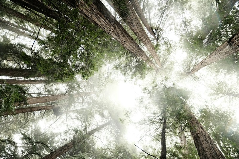 Armstrong Redwoods State Natural Reserve