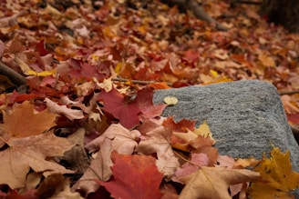 Autumn leaves cover the ground near a rock.