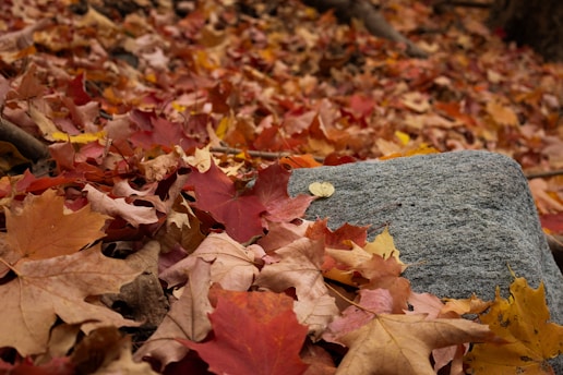 Autumn leaves cover the ground near a rock.
