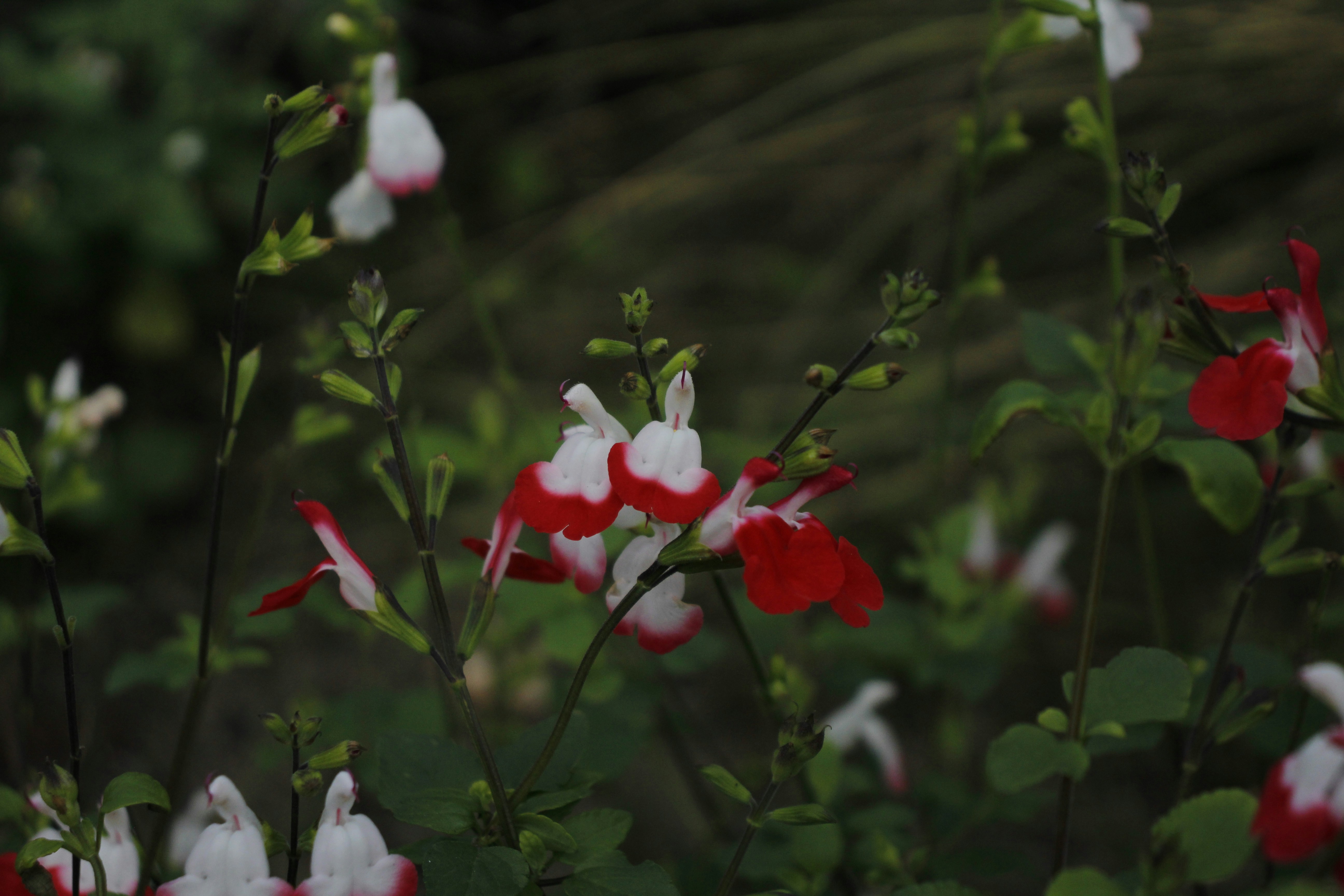 Photo by bloominghyacinth