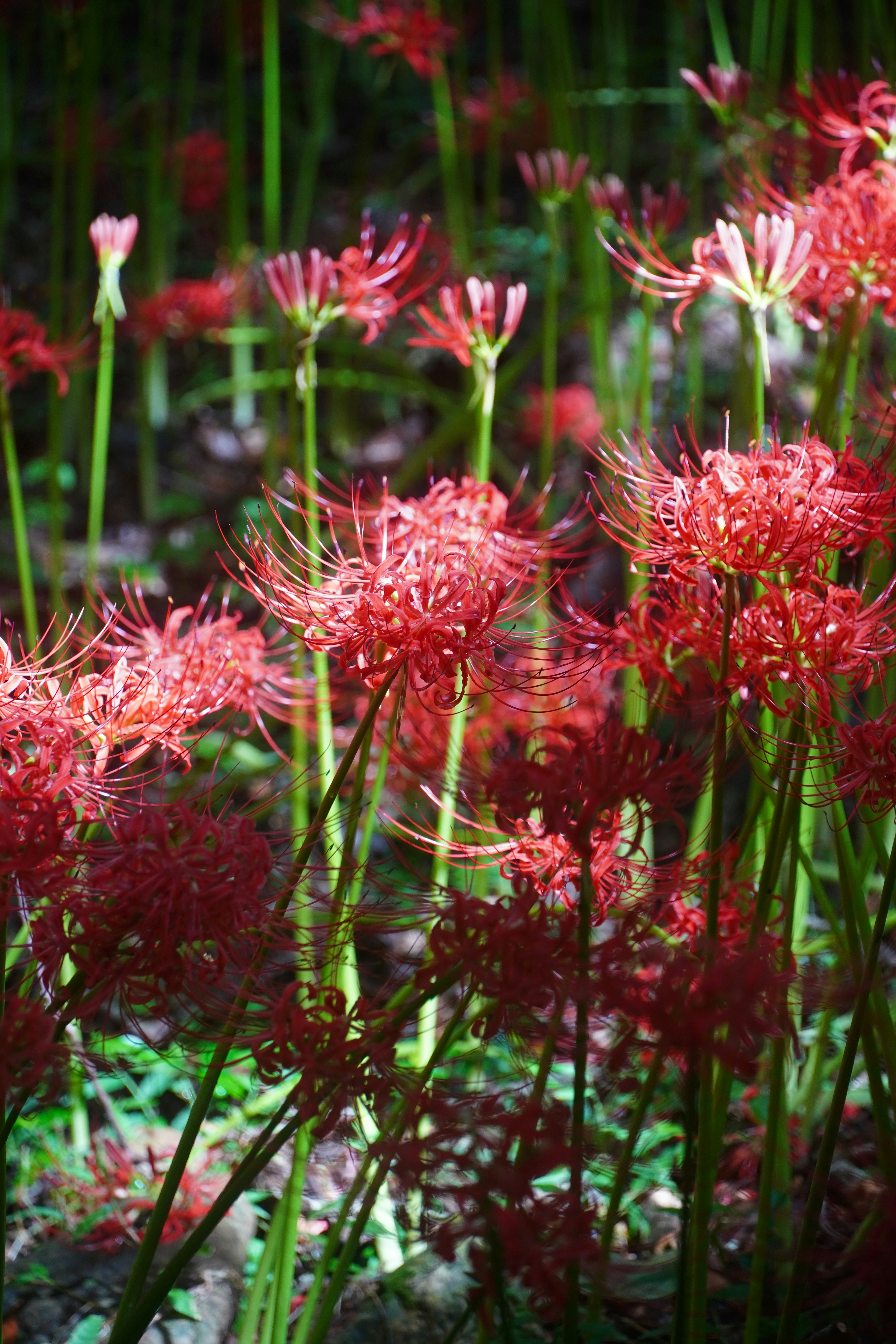 Photo by lifeinkorea