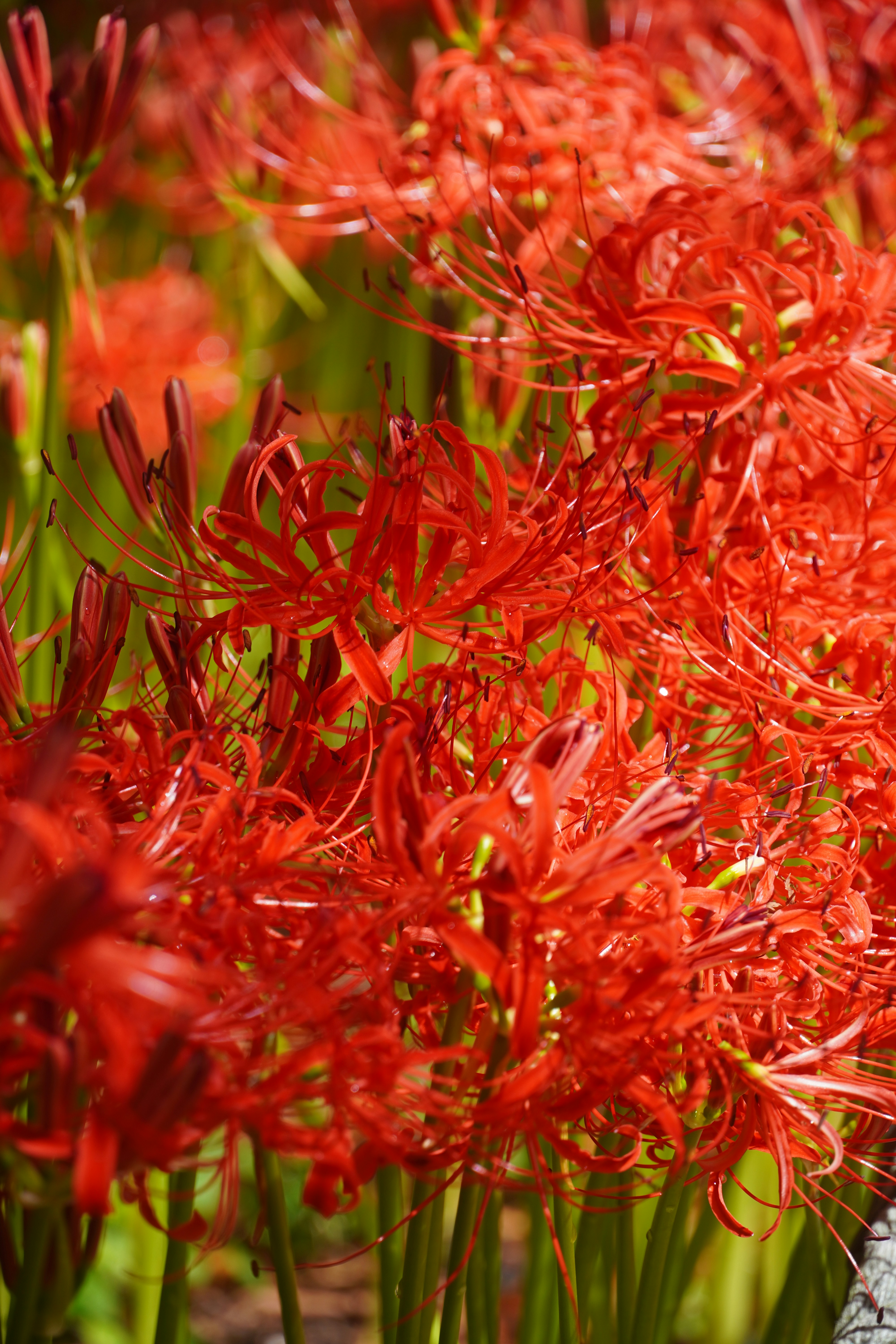 Sekelompok bunga lili laba-laba merah cerah di taman.