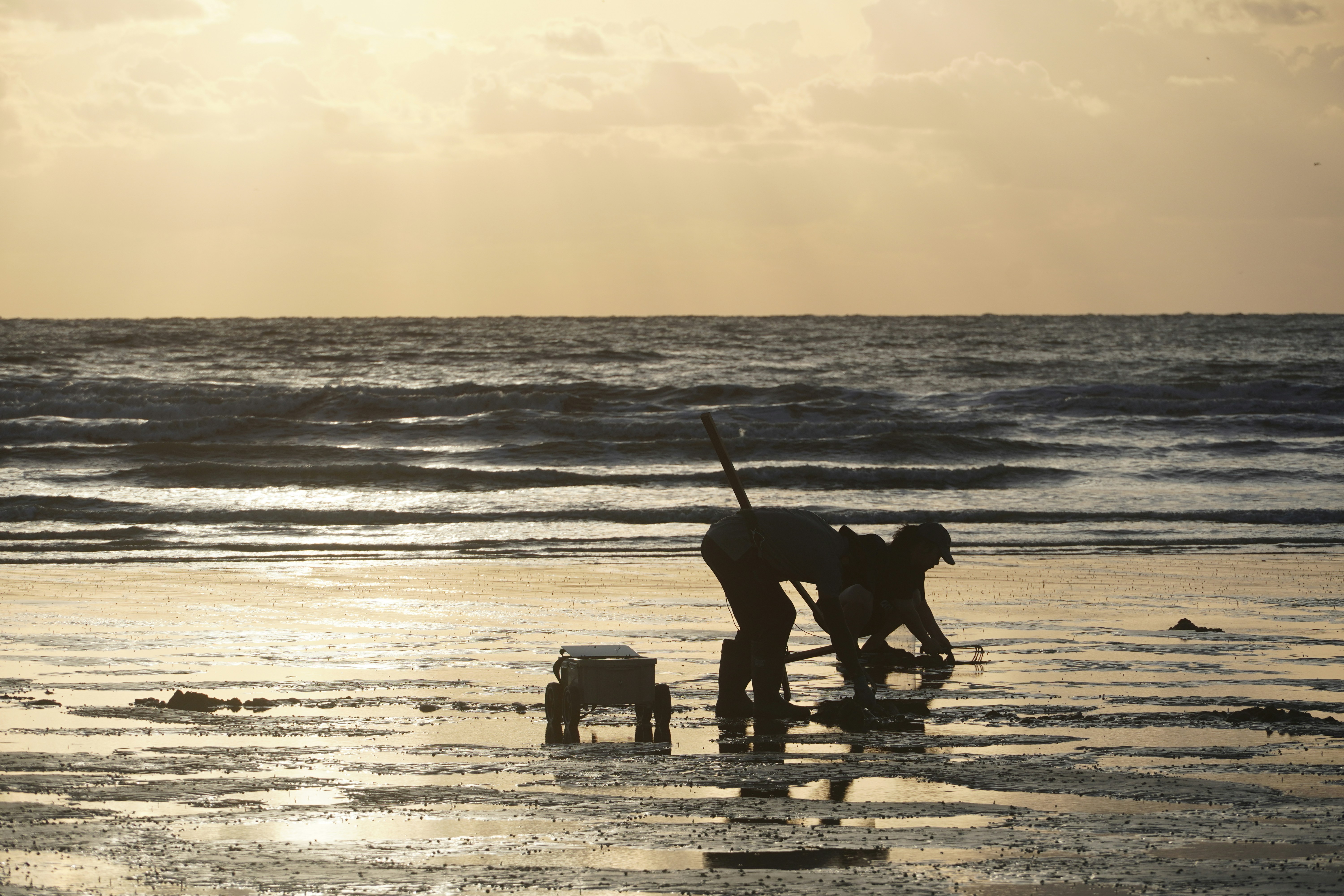 Two people digging for clams on a beach at sunset.