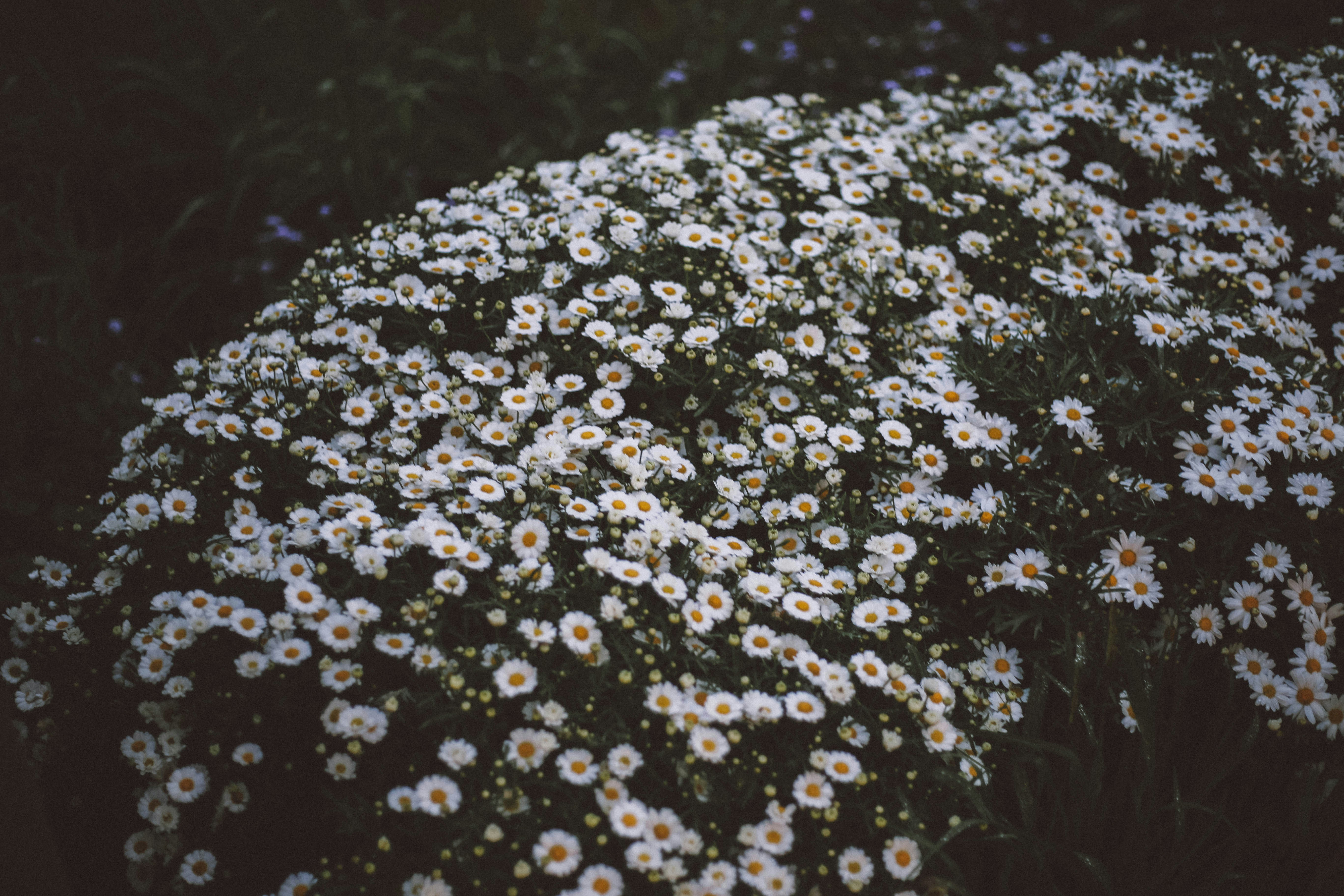 A dense cluster of small white flowers.