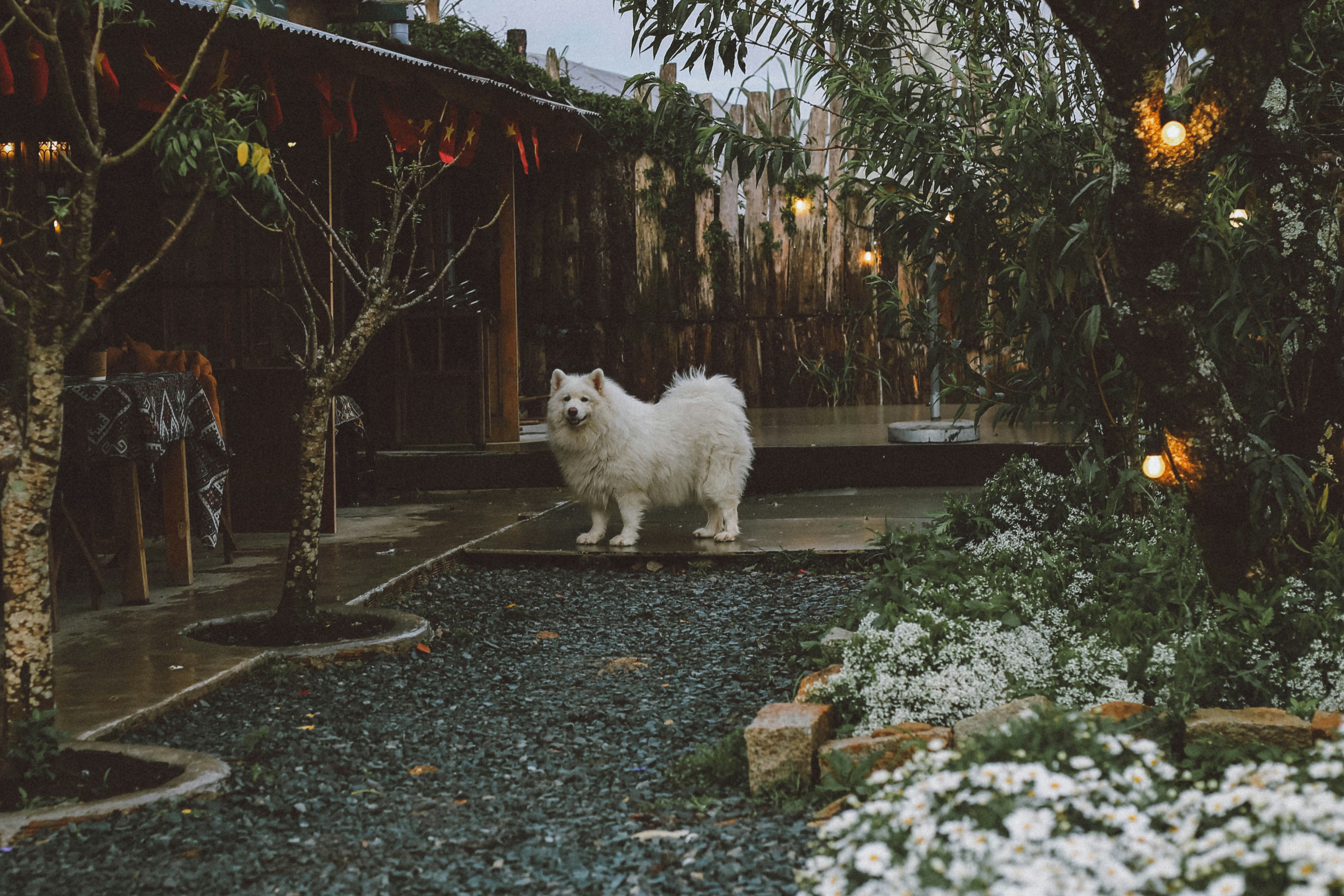 A fluffy white dog stands in a garden at dusk.