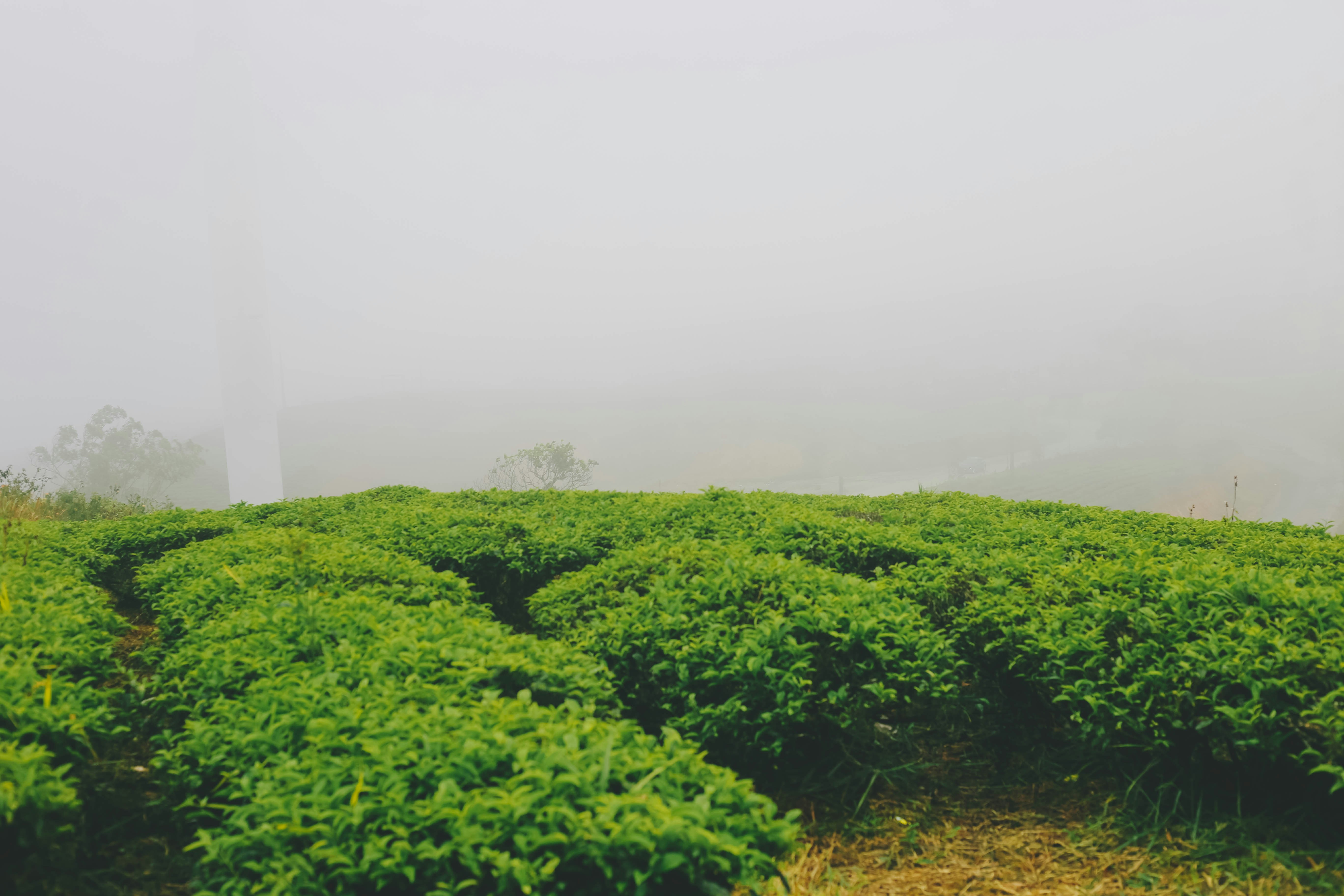 Green tea plantation covered in morning mist