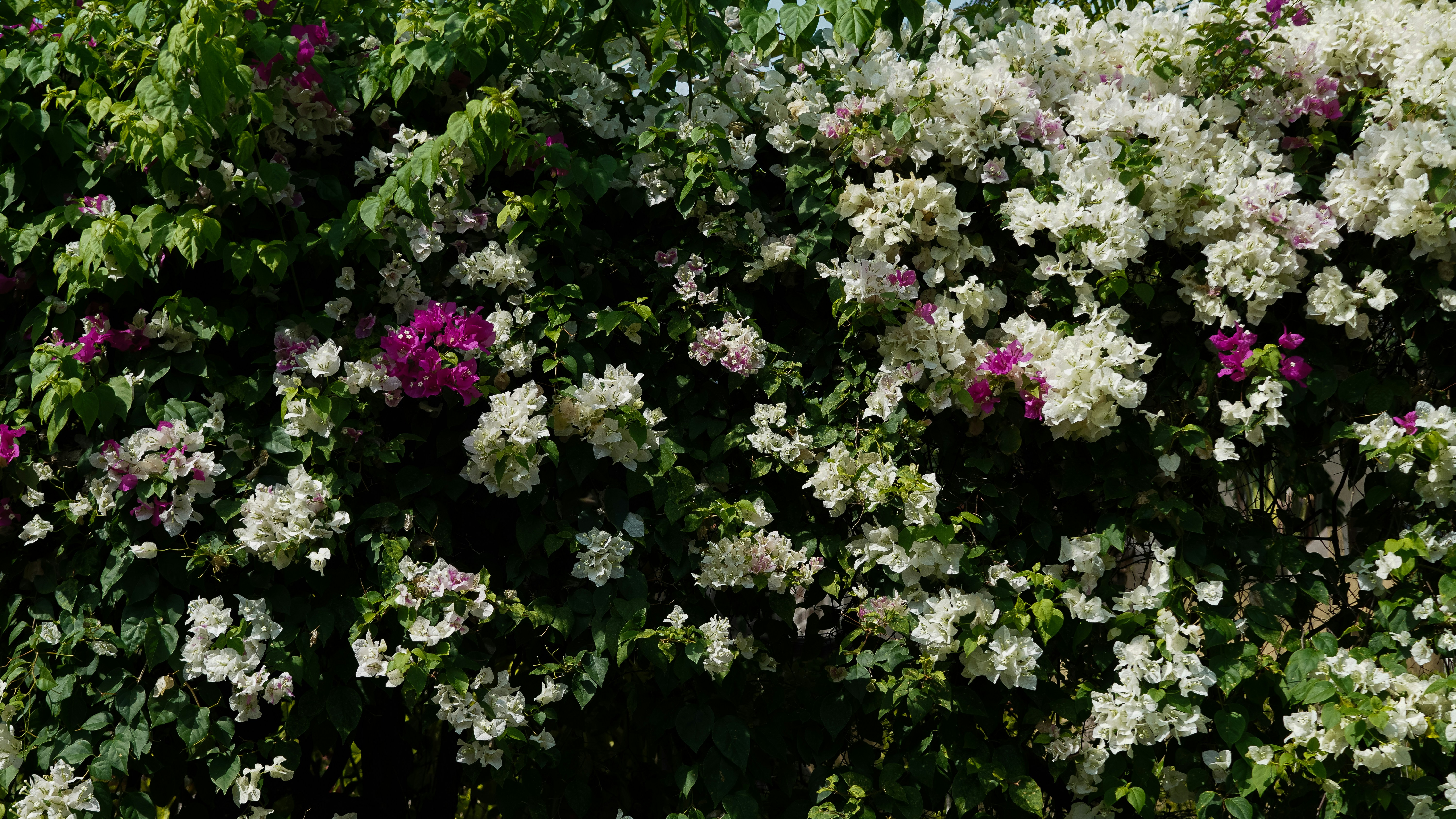 Fleurs de bougainvilliers blanches et roses sur feuilles vertes
