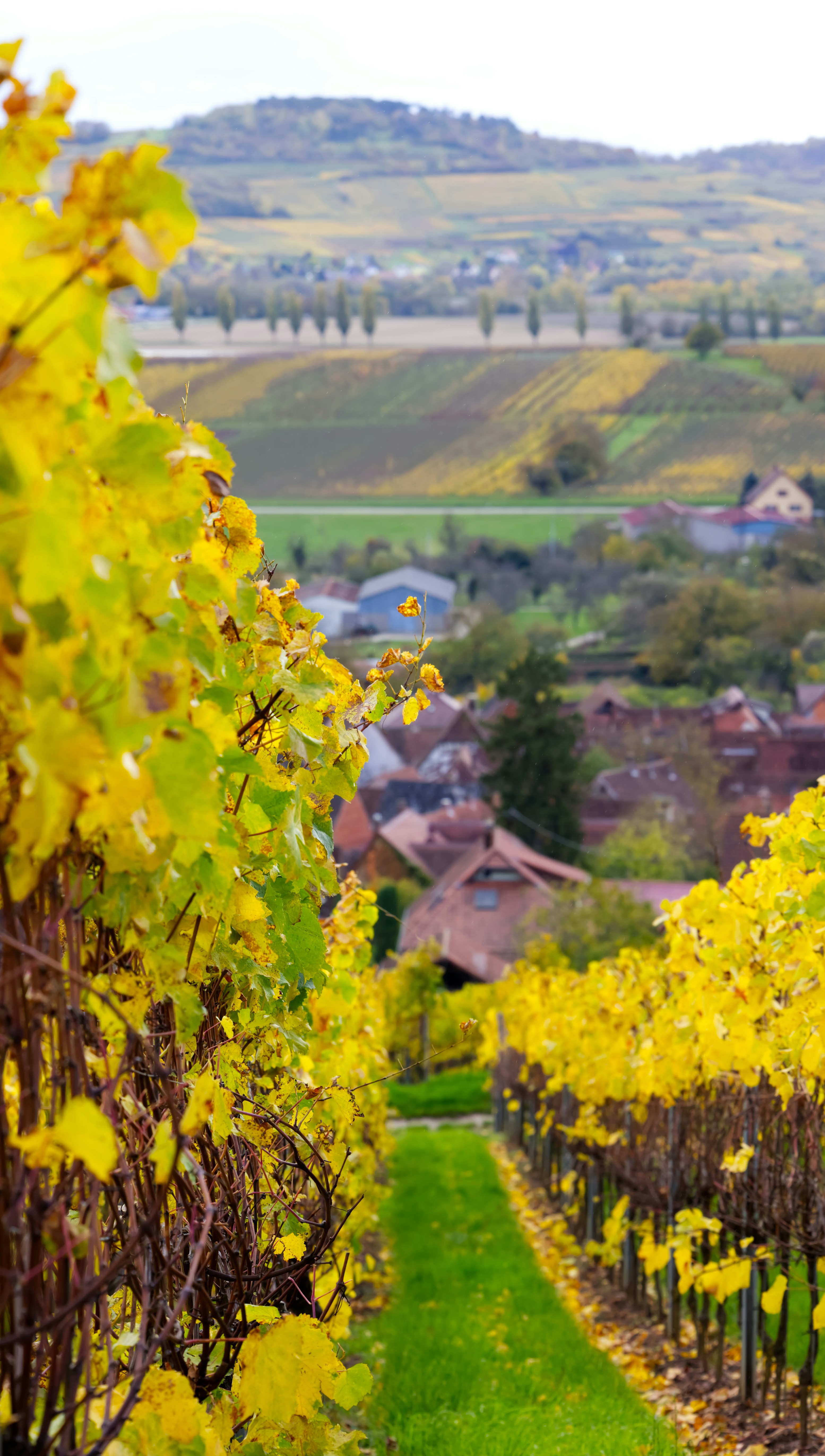 Vignoble d’automne aux feuilles jaunes et village éloigné.