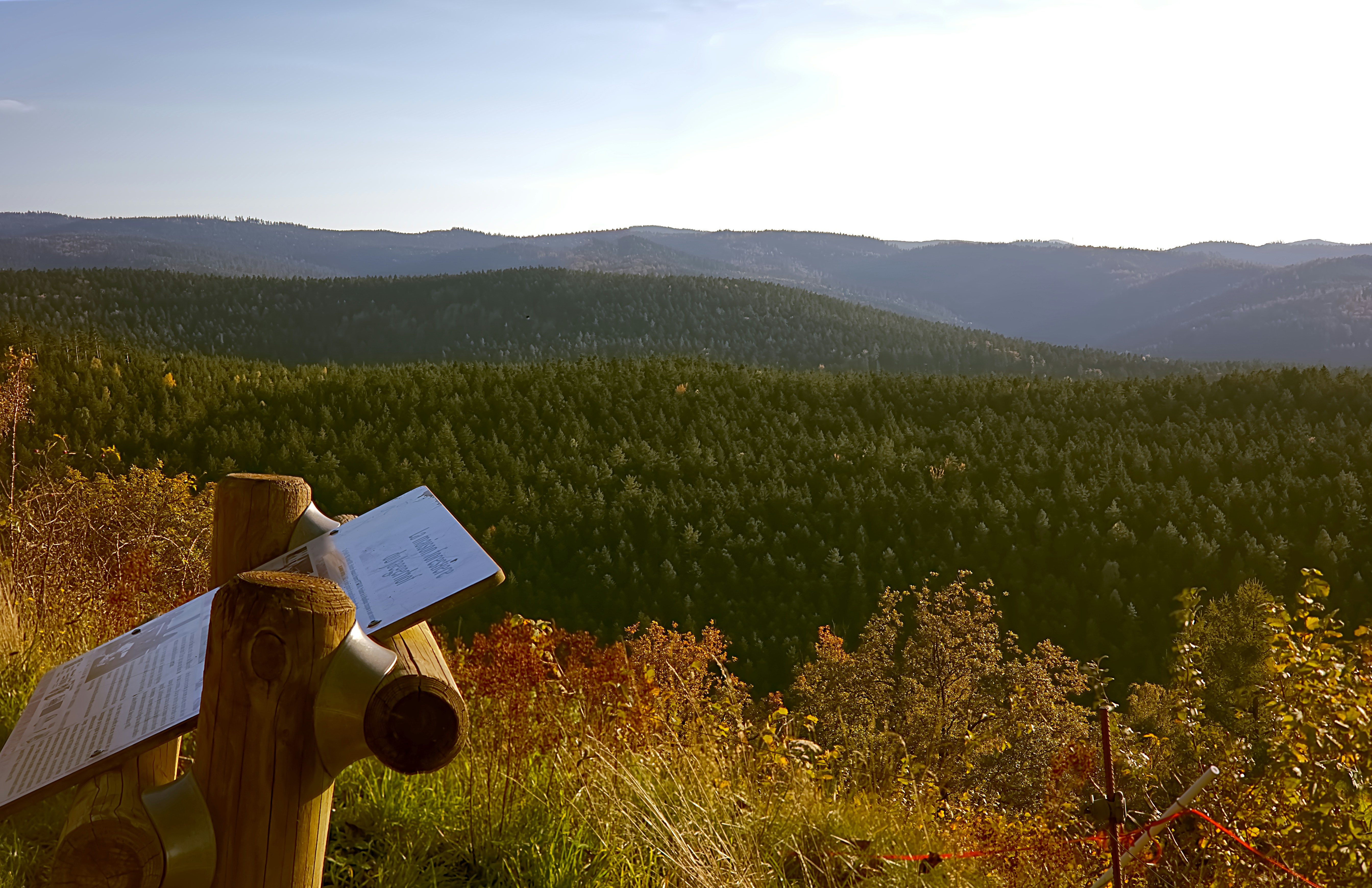 Vast green forest hills under a clear sky.