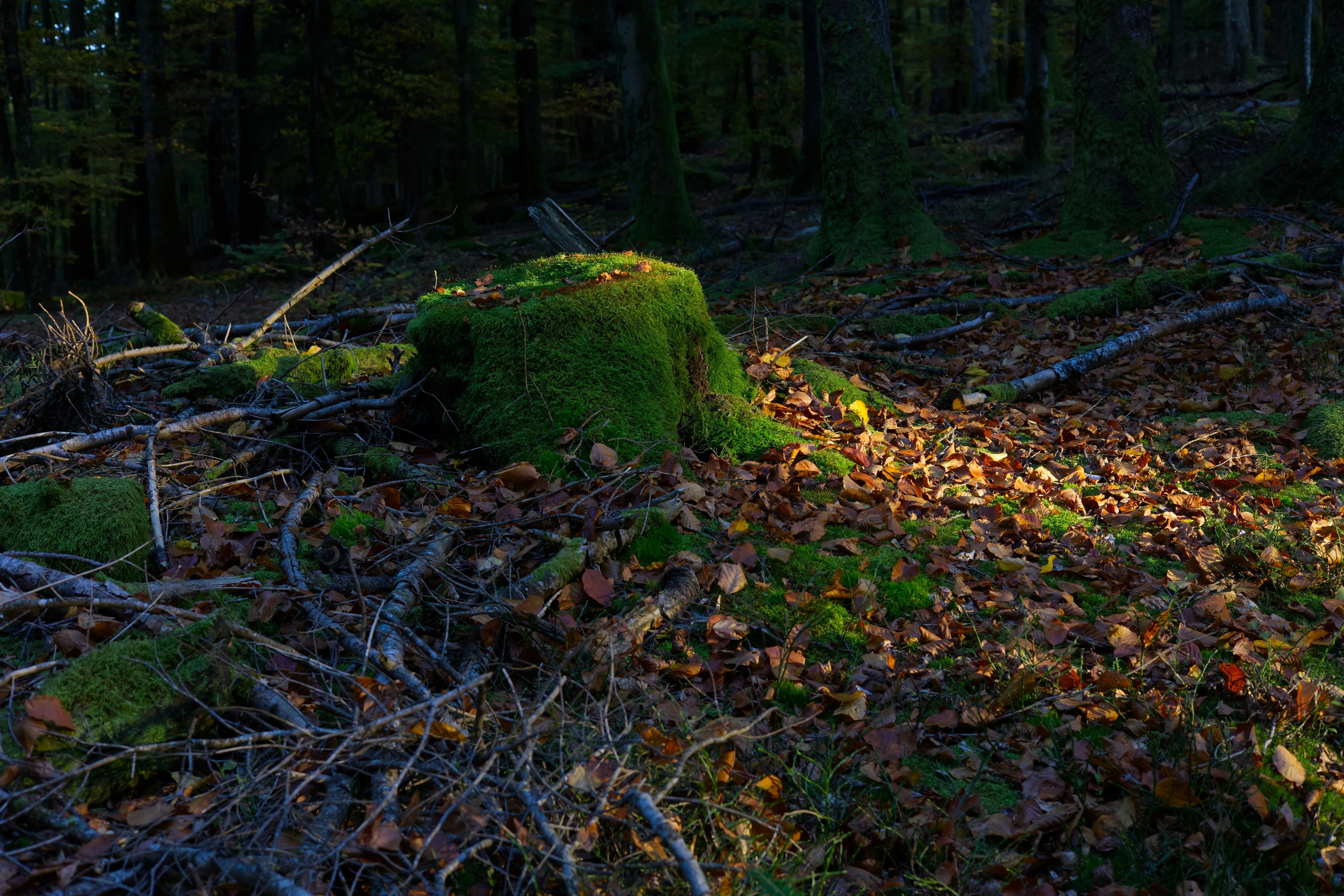 Moss-covered tree stump in a sunlit forest clearing.