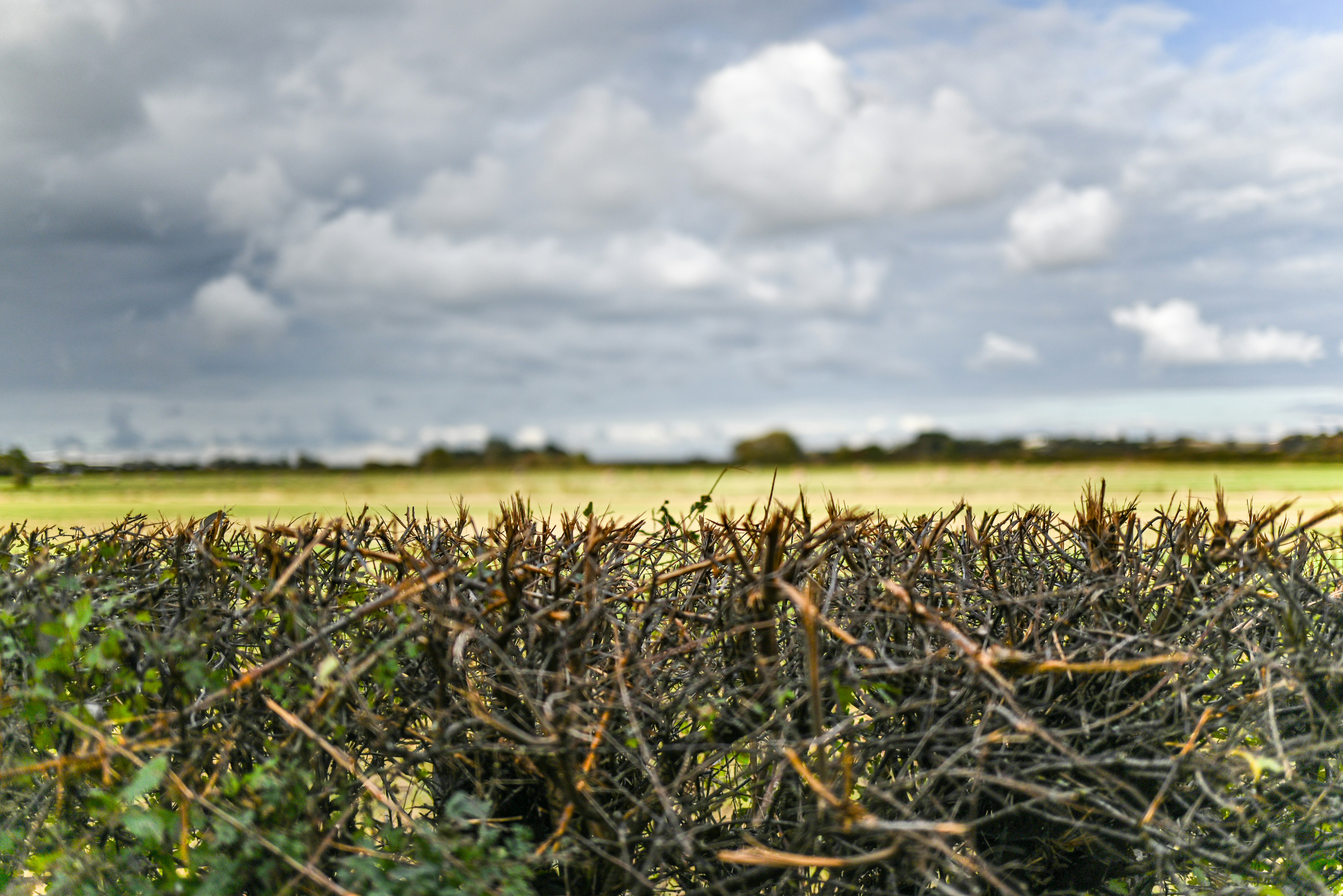 前景に野原と空が広がる生け垣。