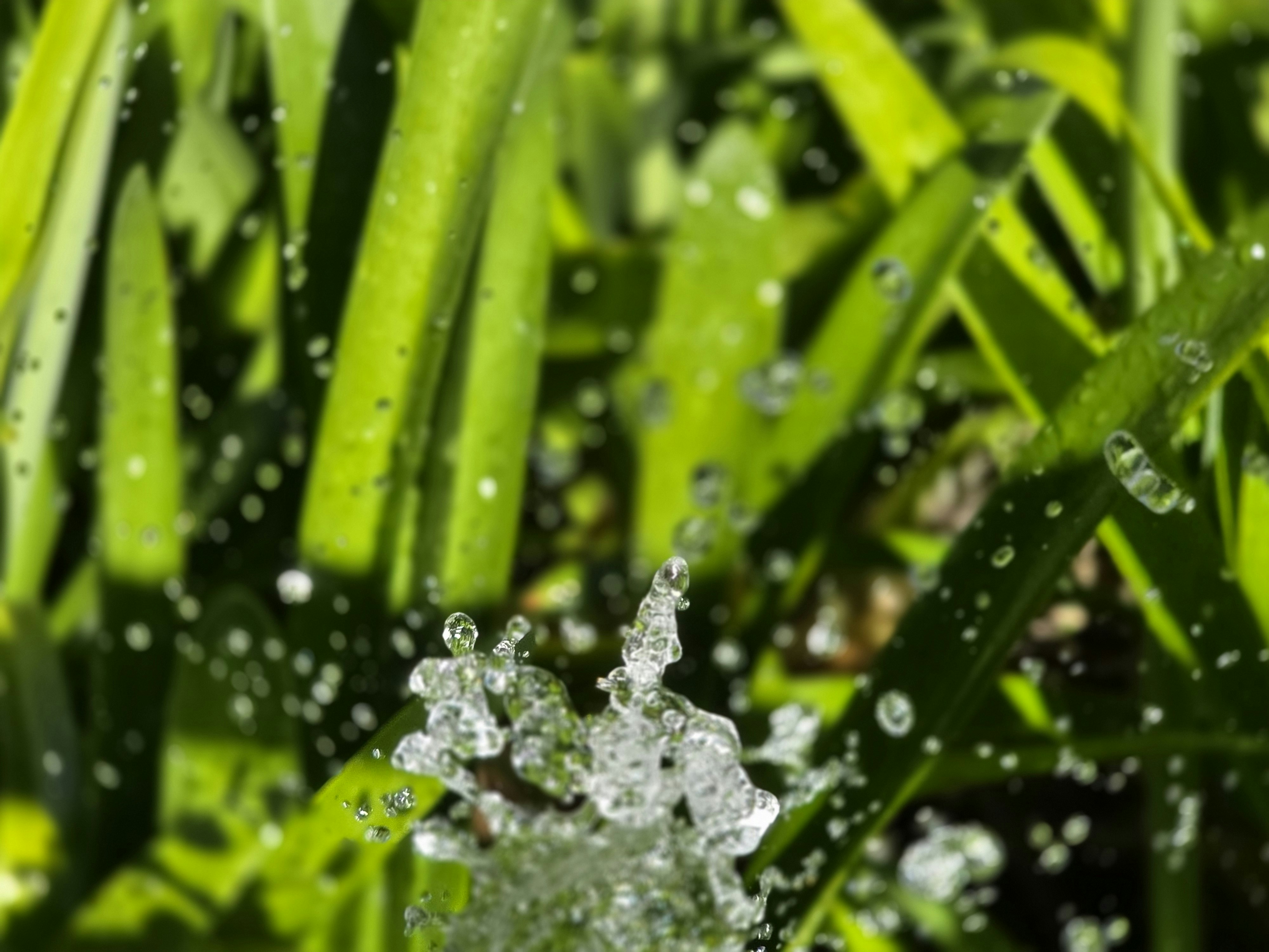 green leaf water splash, ilustrasi artikel Aloe Vera for Acne: Soothe Redness & Banish Breakouts Naturally 4