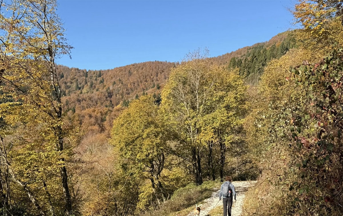 What to pack when hiking with your dog