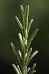 Close-up of a rosemary sprig with delicate spiderwebs.