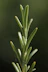 Close-up of a rosemary sprig with delicate spiderwebs.