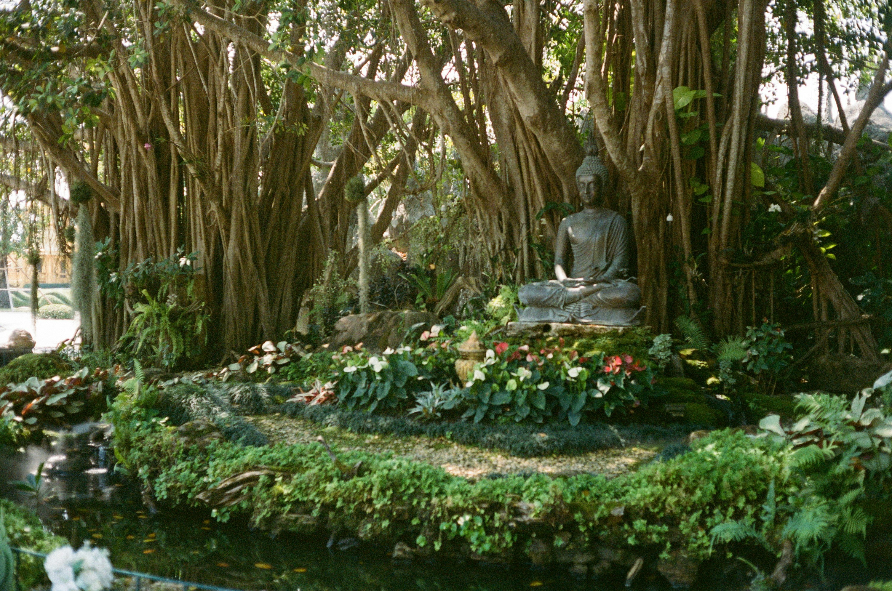 Buddha statue in a lush garden with banyan trees