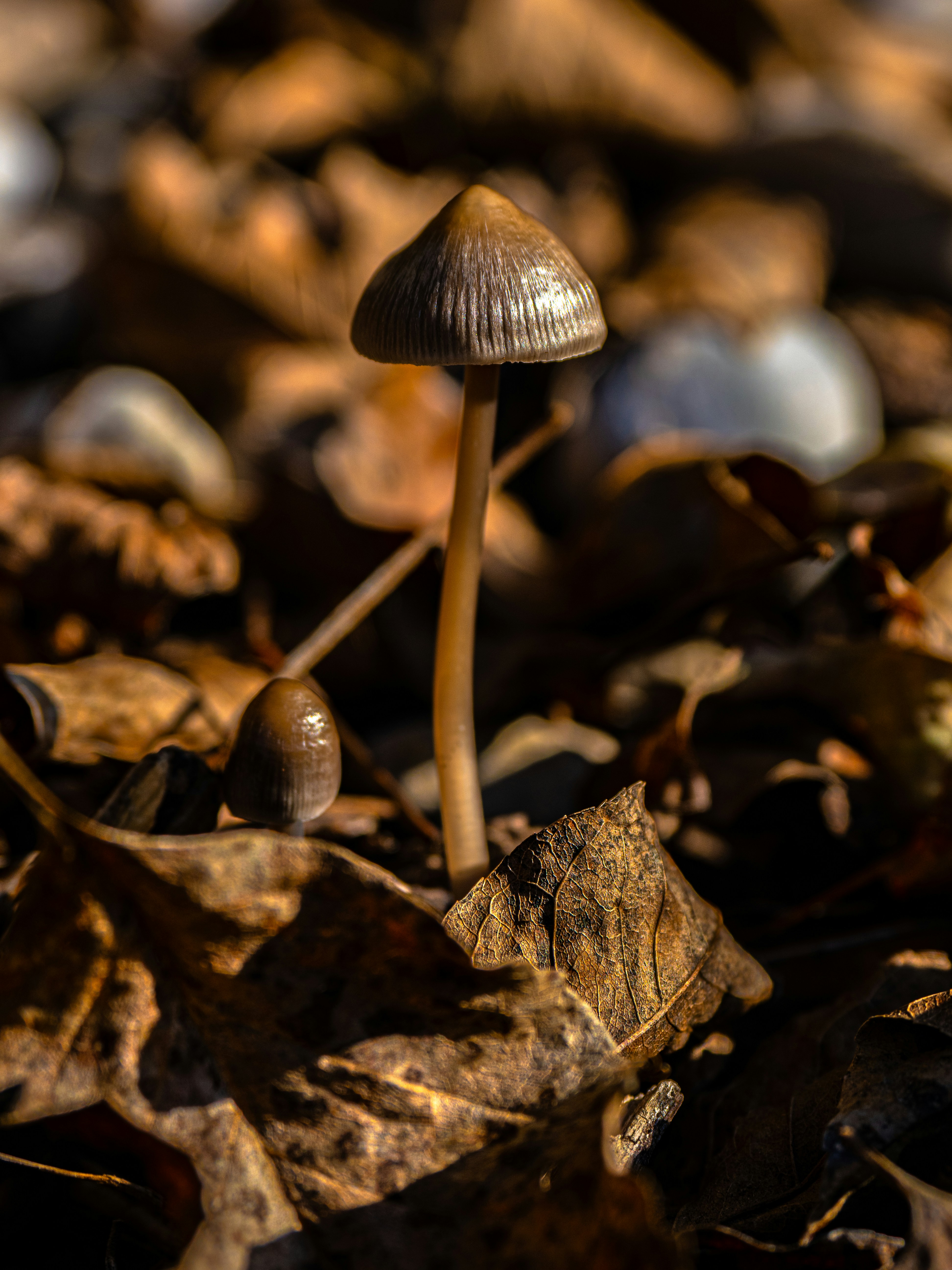 Photo by gopitri_prem