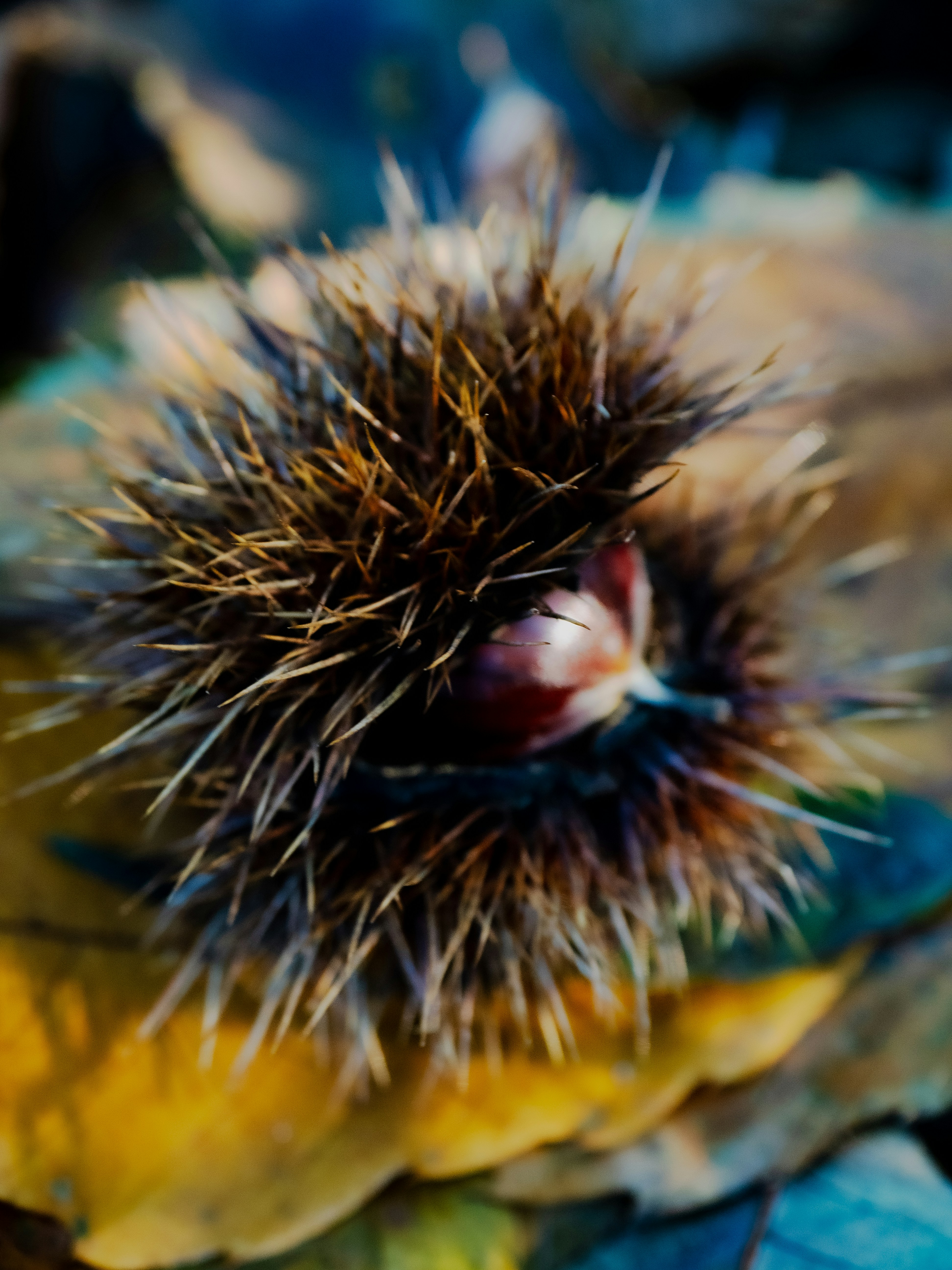 Photo by gopitri_prem