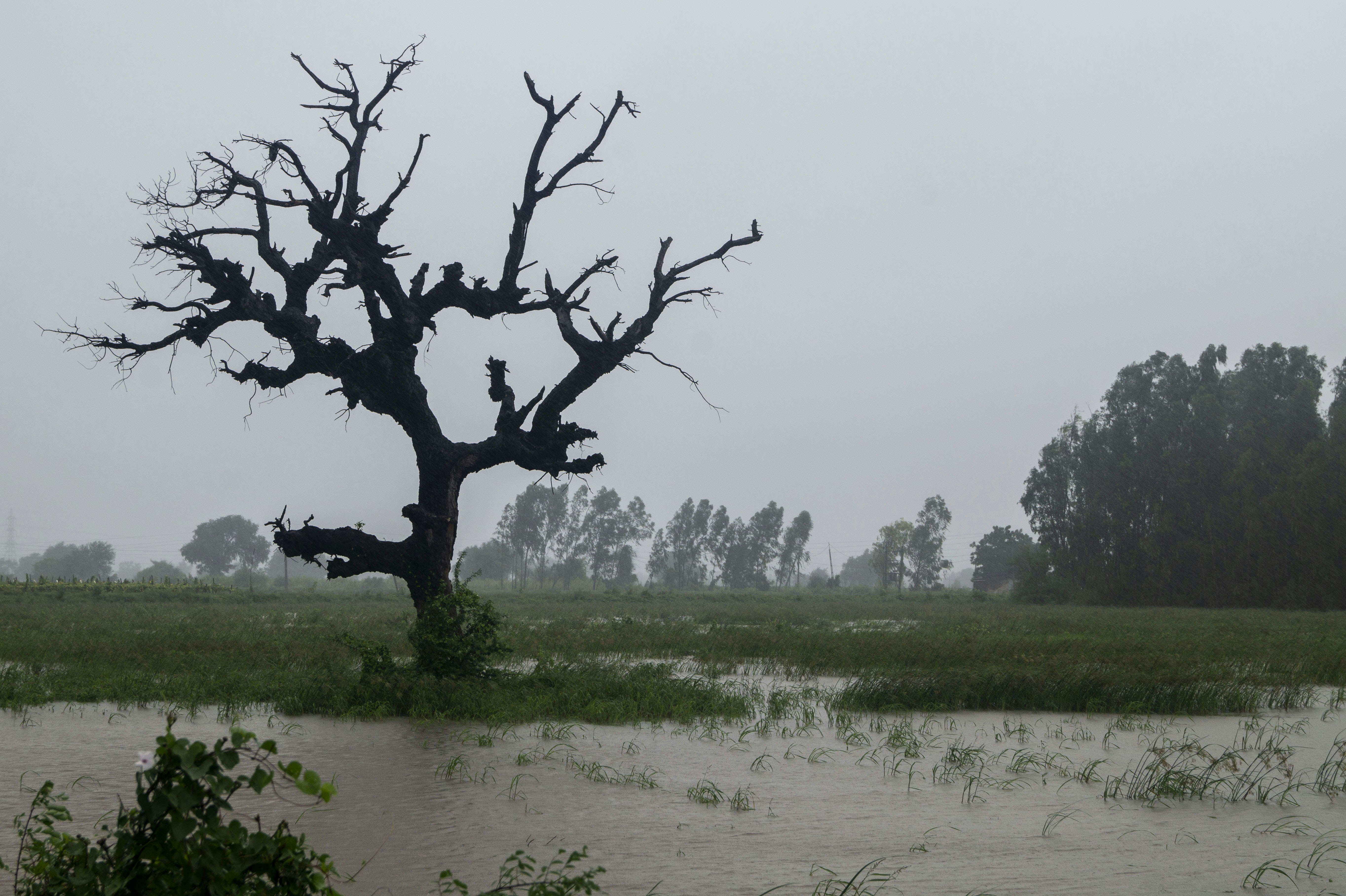 Bare tree in flooded field during a storm