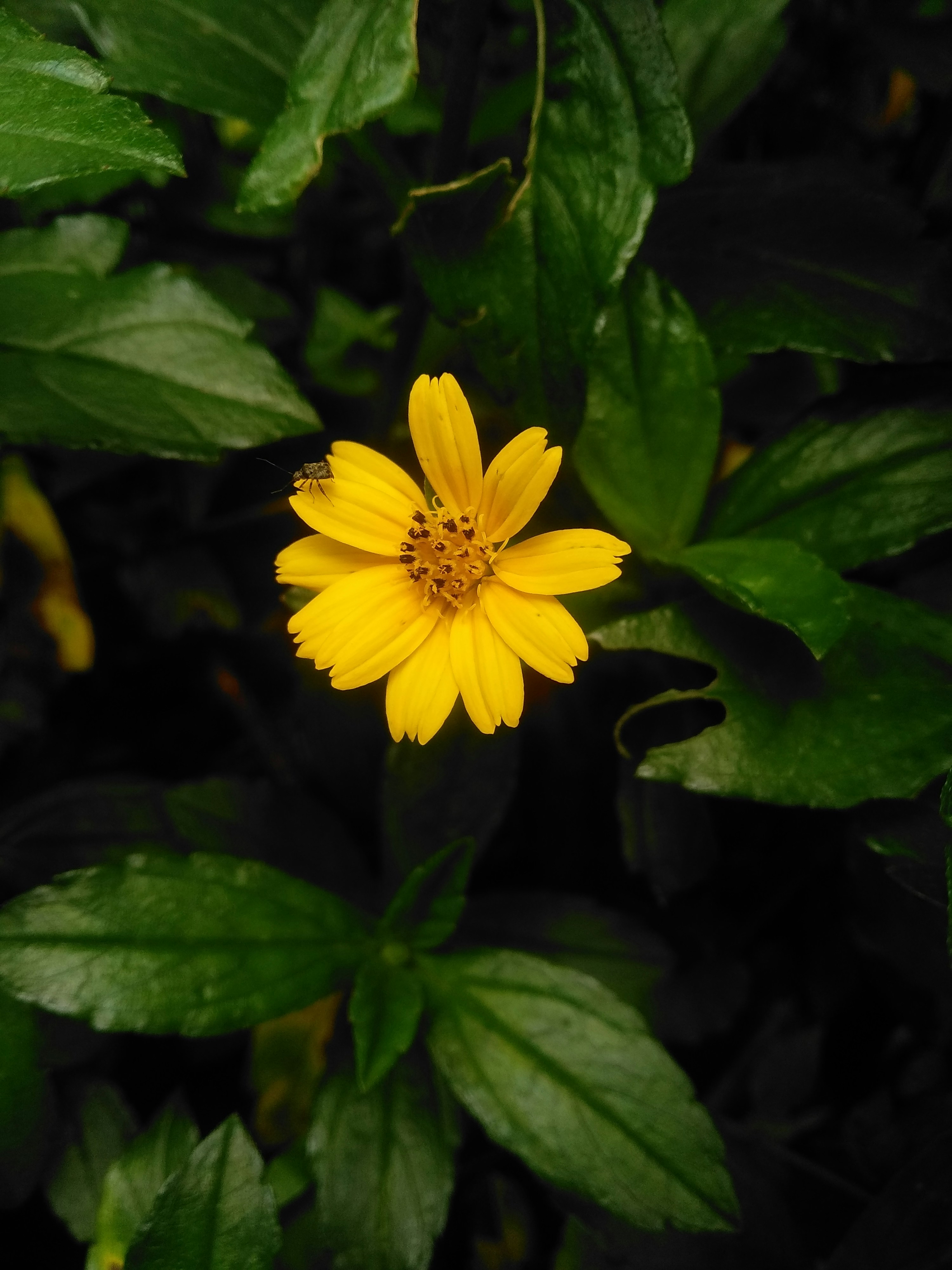 Photo by alfan_nasihun