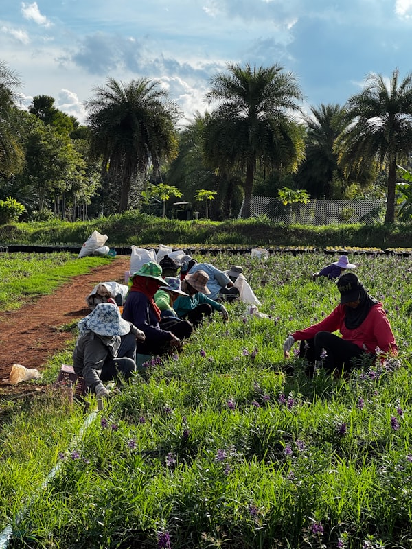 Workers tending crops in field