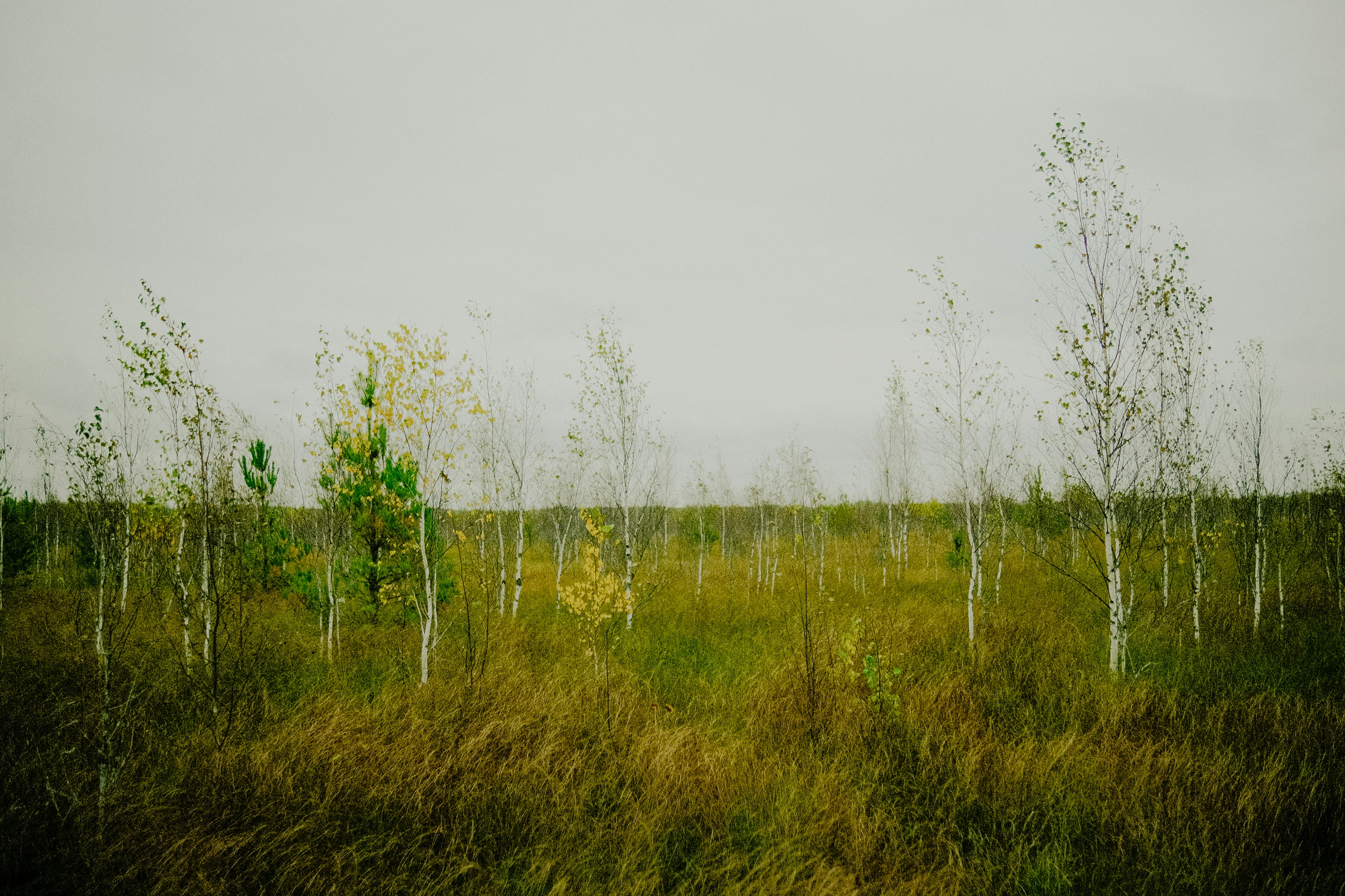 Young birch trees in a grassy field