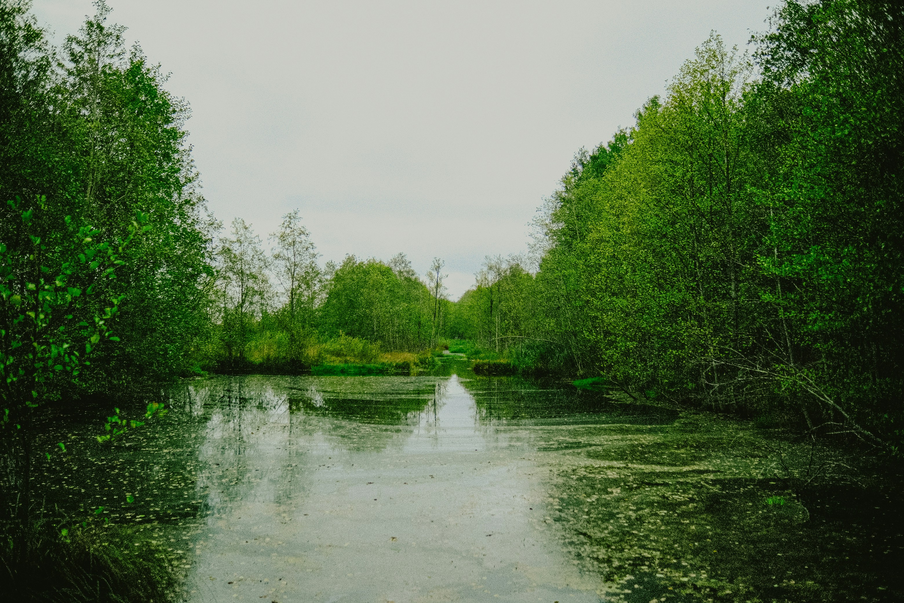 A calm pond surrounded by lush green trees.